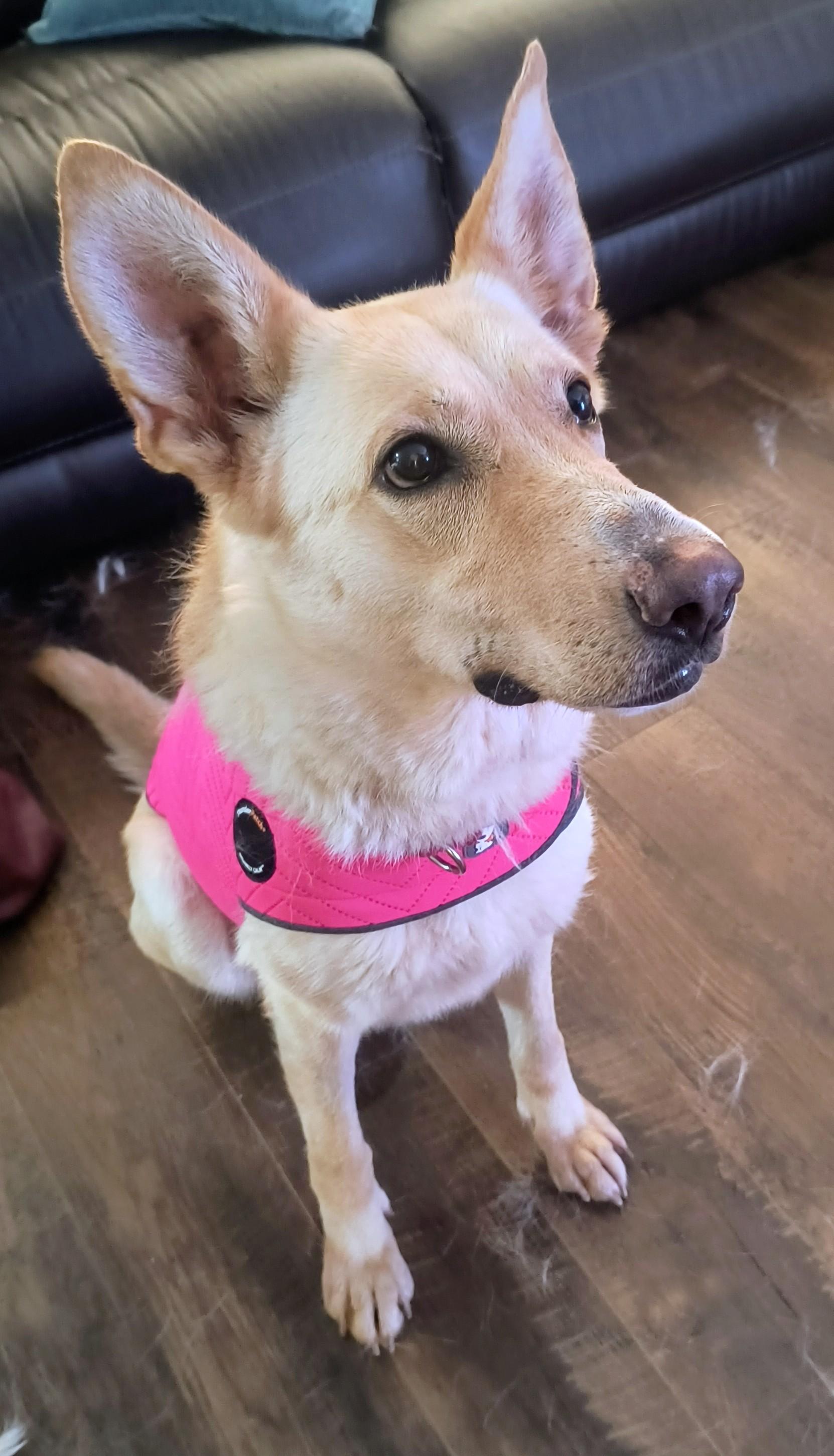 Enlarge Goldie, beautiful golden shepherd girl, a ADOPTABLE mixed breed in Virginia Beach, VA image 4/6