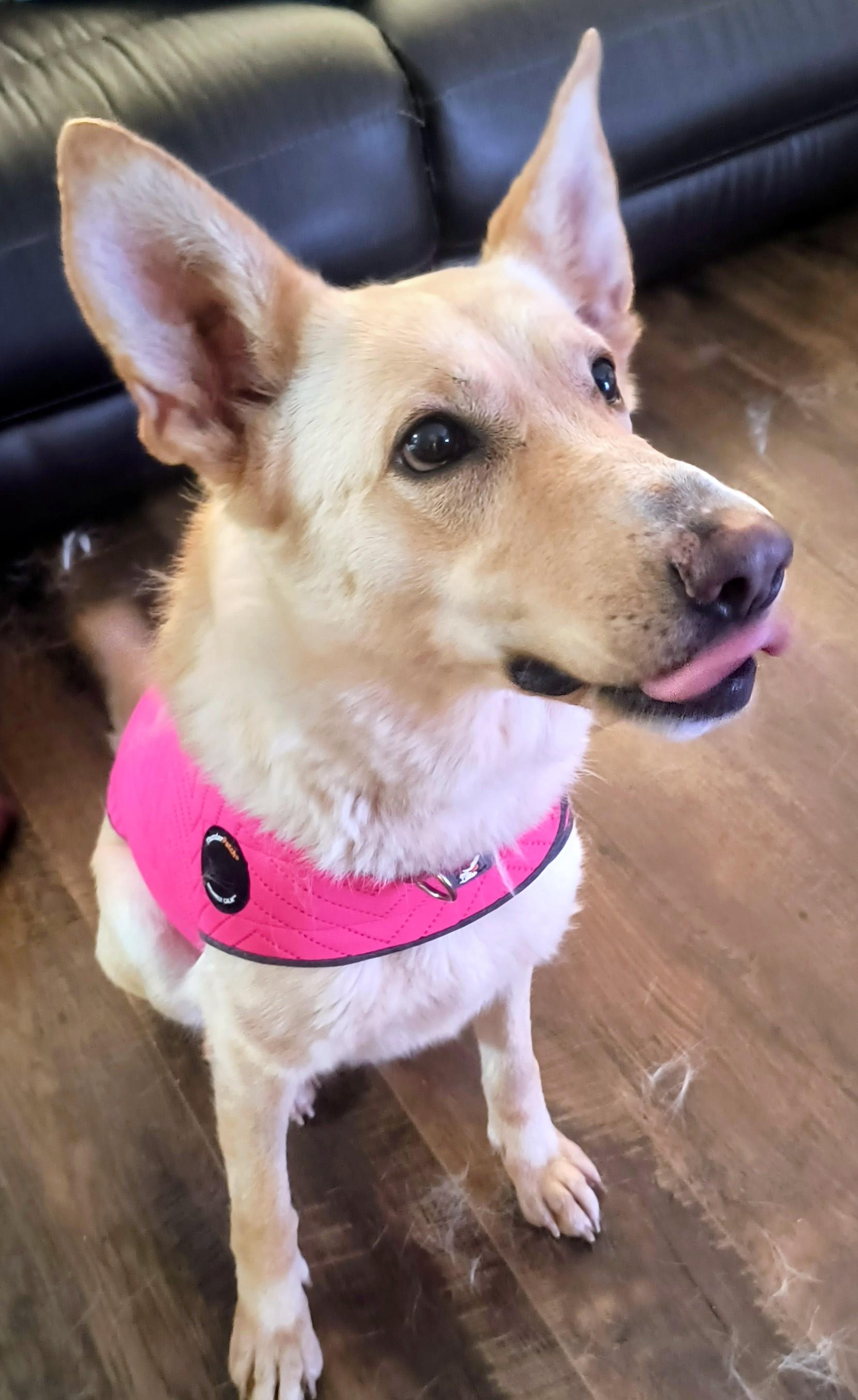 Enlarge Goldie, beautiful golden shepherd girl, a ADOPTABLE mixed breed in Virginia Beach, VA image 6/6
