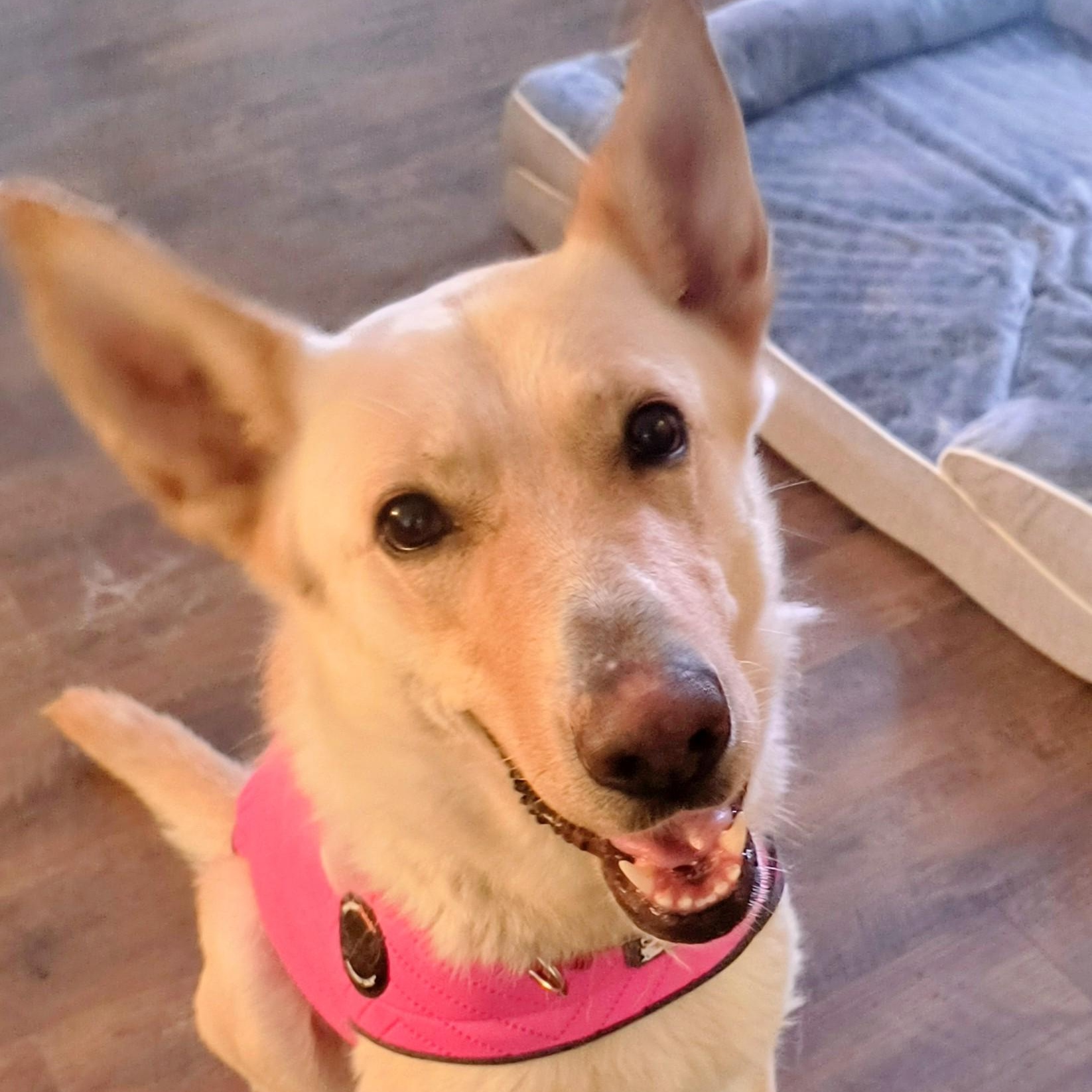 Enlarge Goldie, beautiful golden shepherd girl, a ADOPTABLE mixed breed in Virginia Beach, VA image 1/6