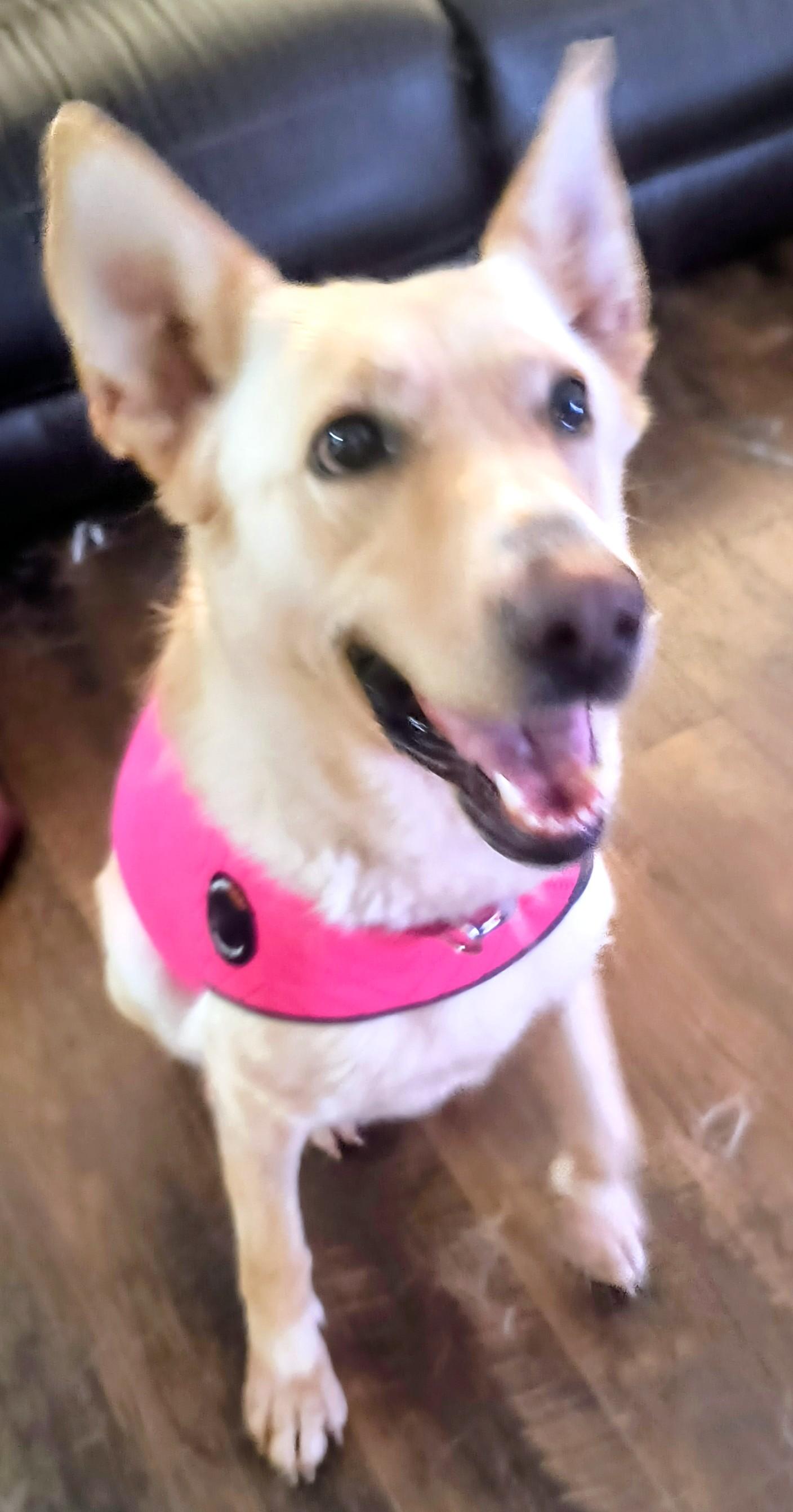 Enlarge Goldie, beautiful golden shepherd girl, a ADOPTABLE mixed breed in Virginia Beach, VA image 5/6