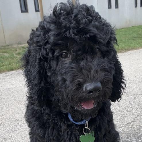 Hashbrown, adopted, Puppy Male Poodle.