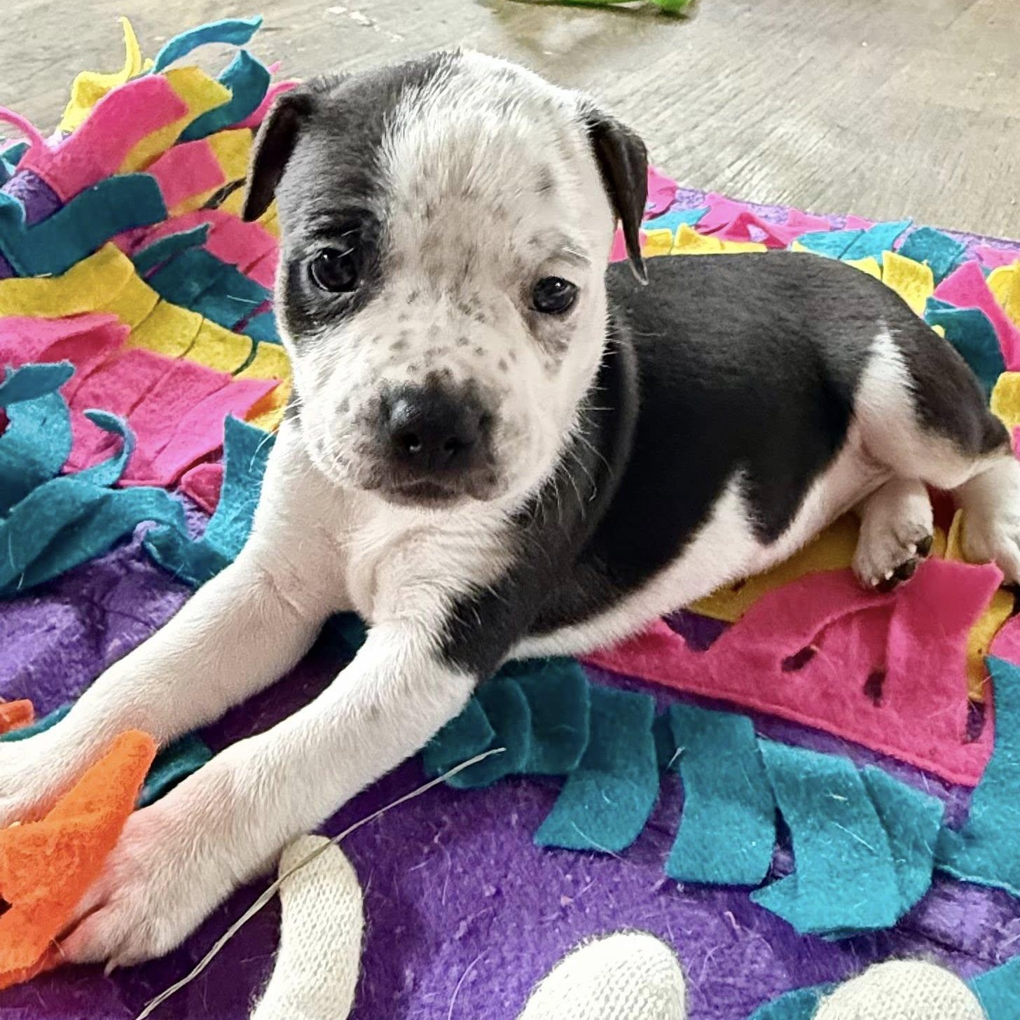 Enlarge Alpine, a Adoptable mixed breed in Springville, NY image 2/6