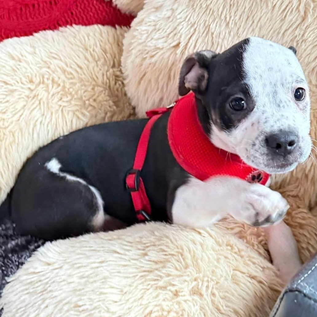 Enlarge Alpine, a Adoptable mixed breed in Springville, NY image 6/6