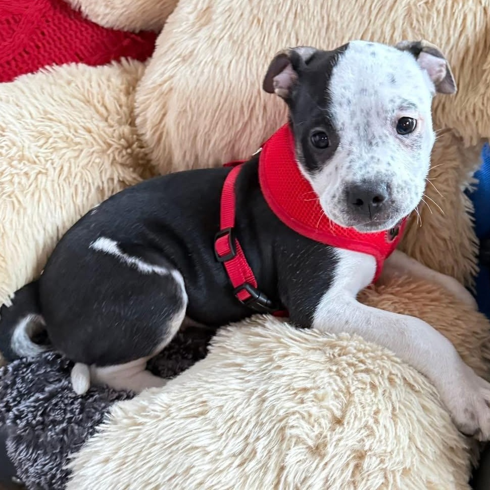 Enlarge Alpine, a Adoptable mixed breed in Springville, NY image 1/6