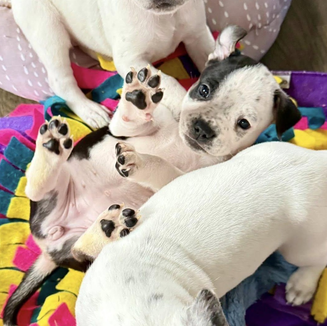 Enlarge Alpine, a Adoptable mixed breed in Springville, NY image 4/6