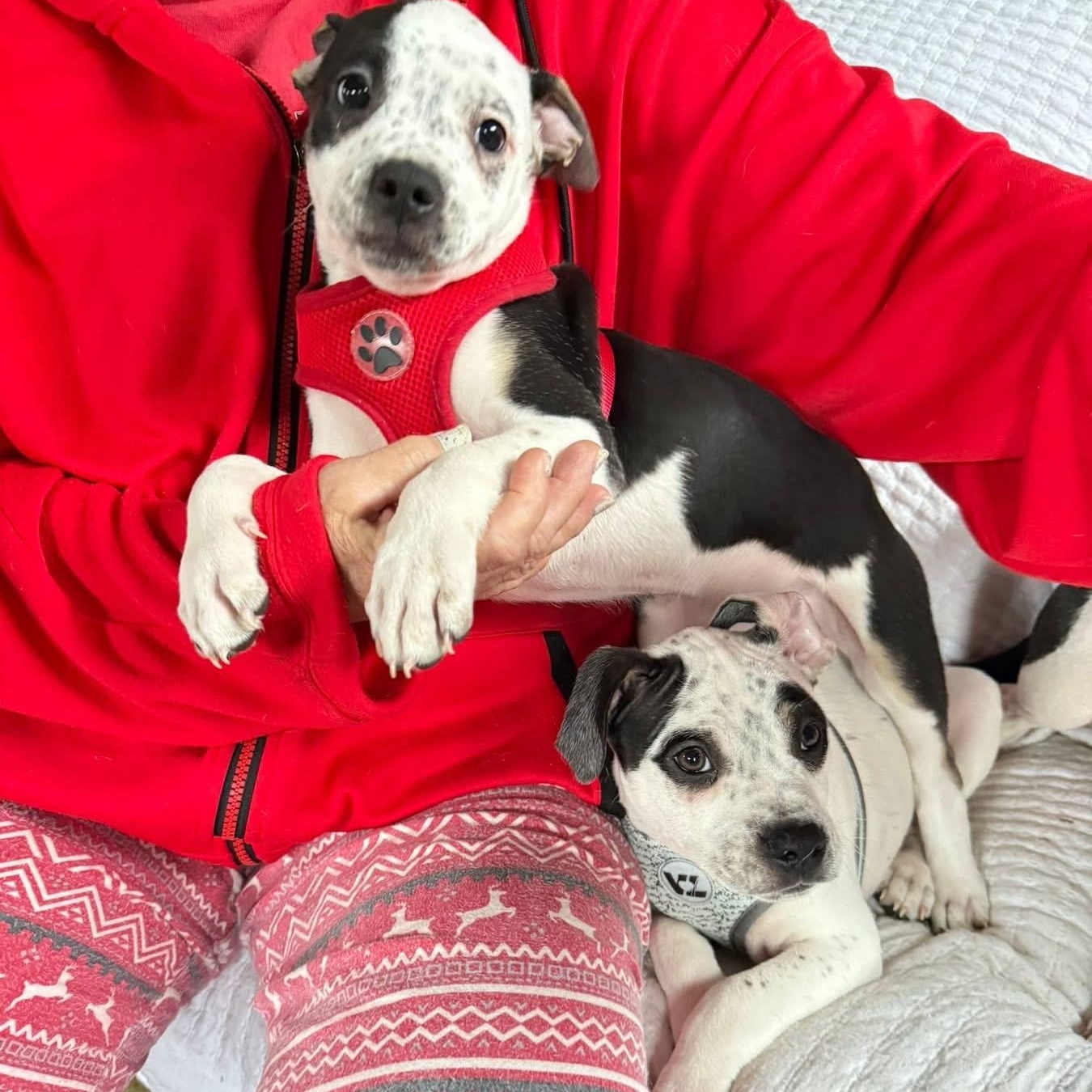 Enlarge Alpine, a Adoptable mixed breed in Springville, NY image 5/6