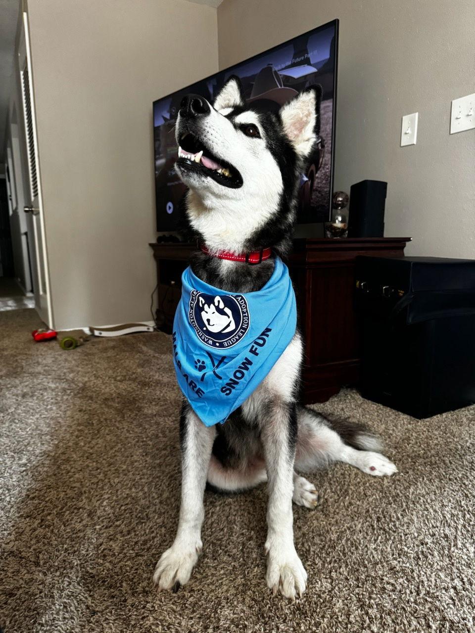 Enlarge PIPPIN, a Adopted Alaskan Malamute in Seattle, WA image 1/3