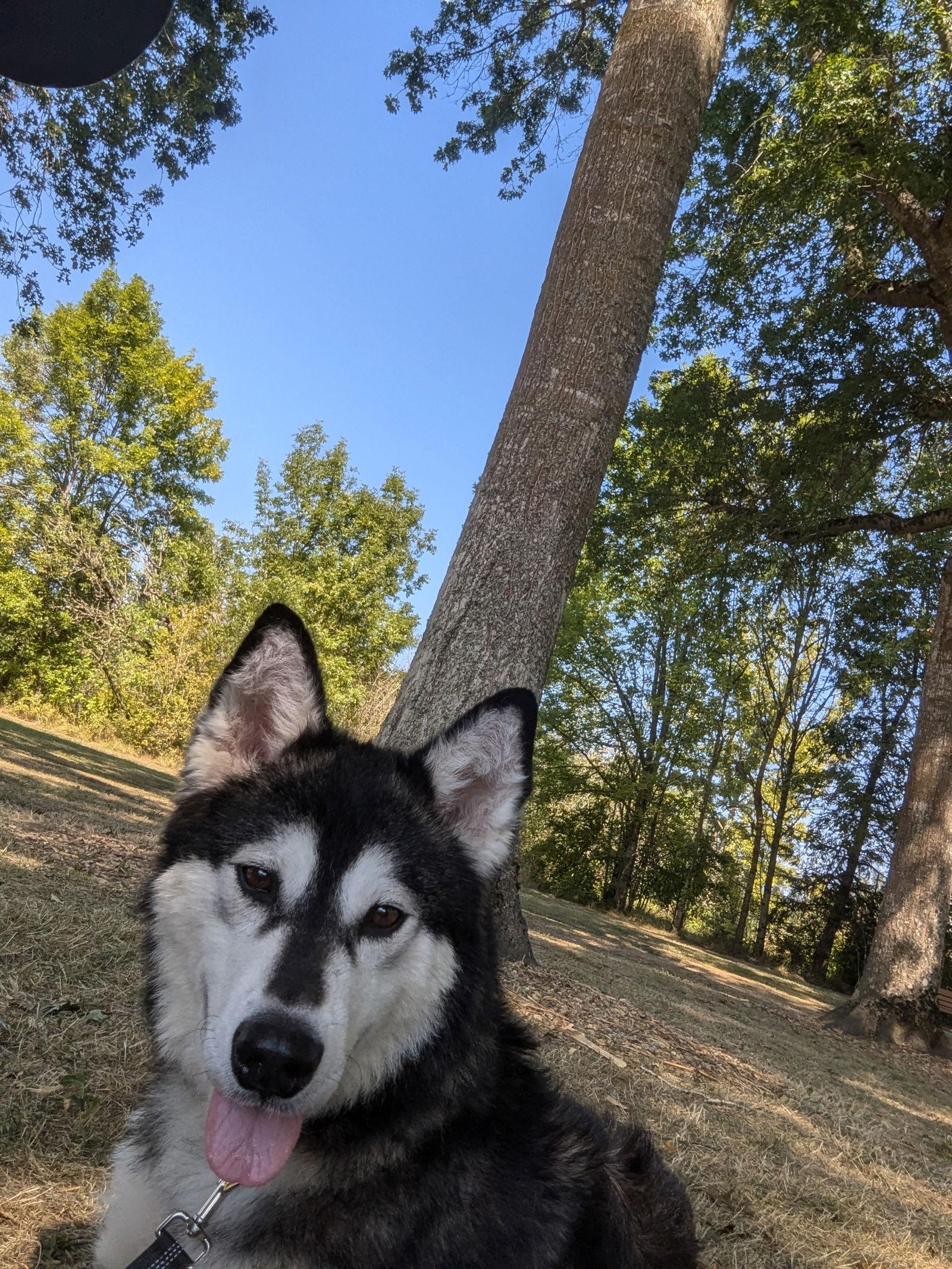 Enlarge PIPPIN, a Adopted Alaskan Malamute in Seattle, WA image 2/3