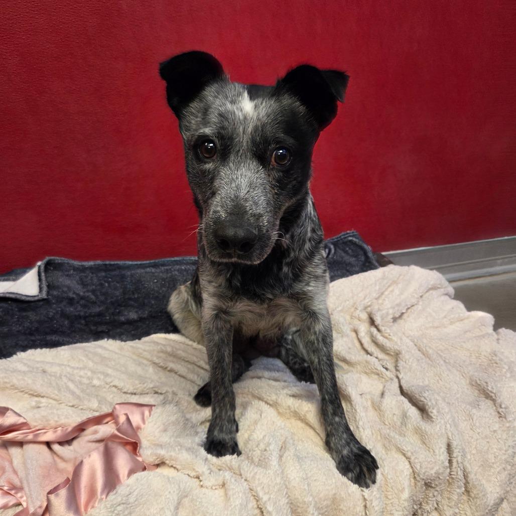 Enlarge Olympic, a Adoptable Mixed Breed in Park City, UT image 1/5