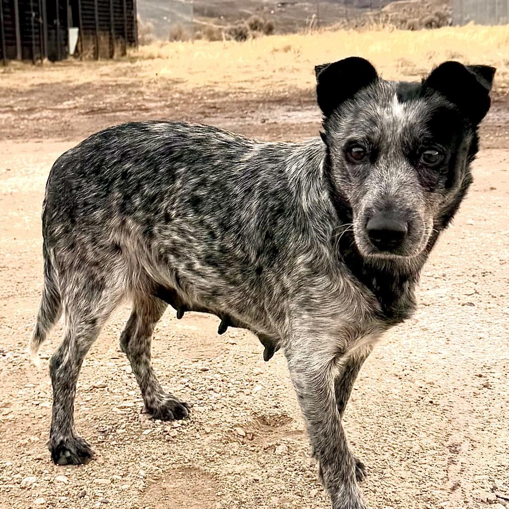 Enlarge Olympic, a Adoptable Mixed Breed in Park City, UT image 3/5