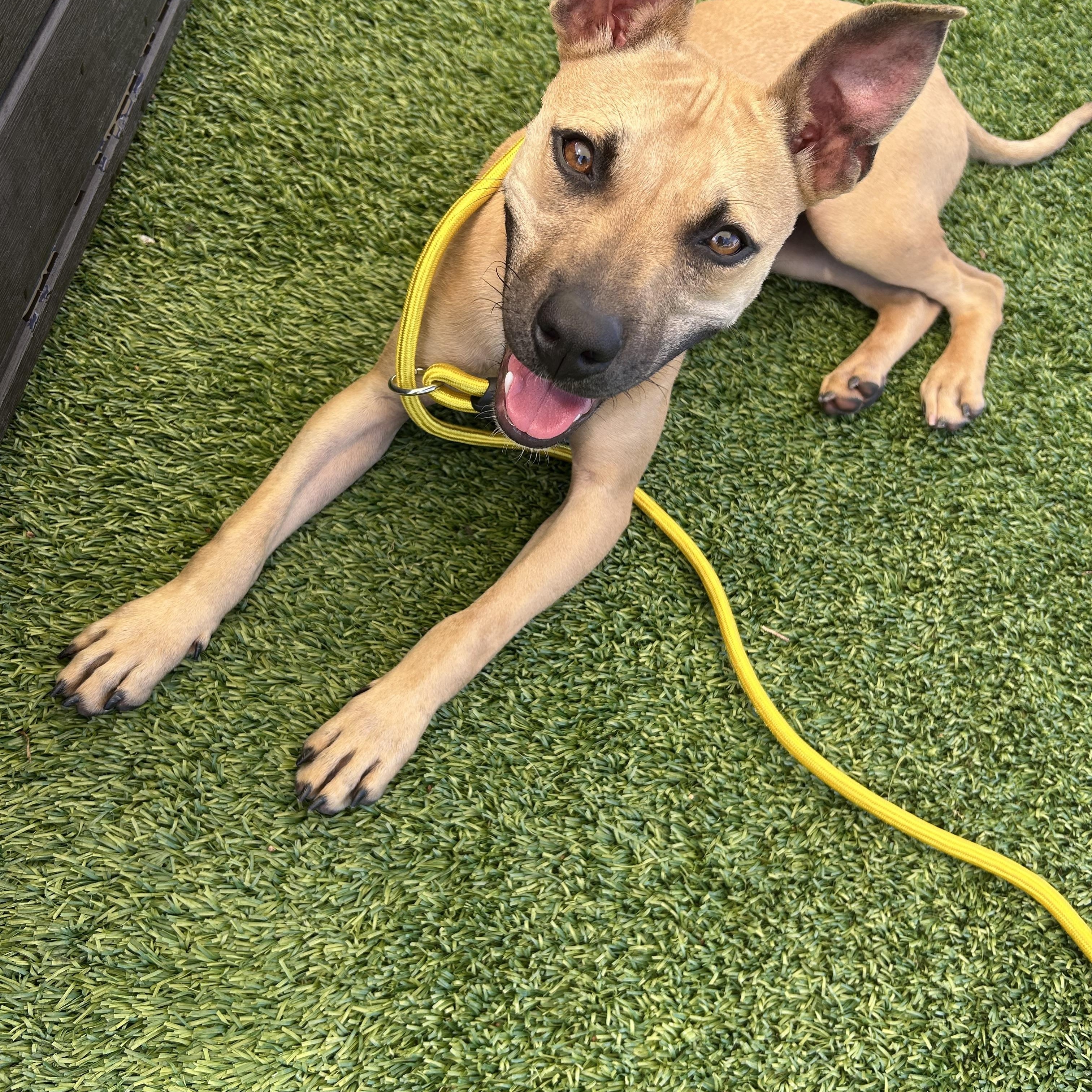 Cady, adopted, Puppy Female Black Mouth Cur & Whippet.