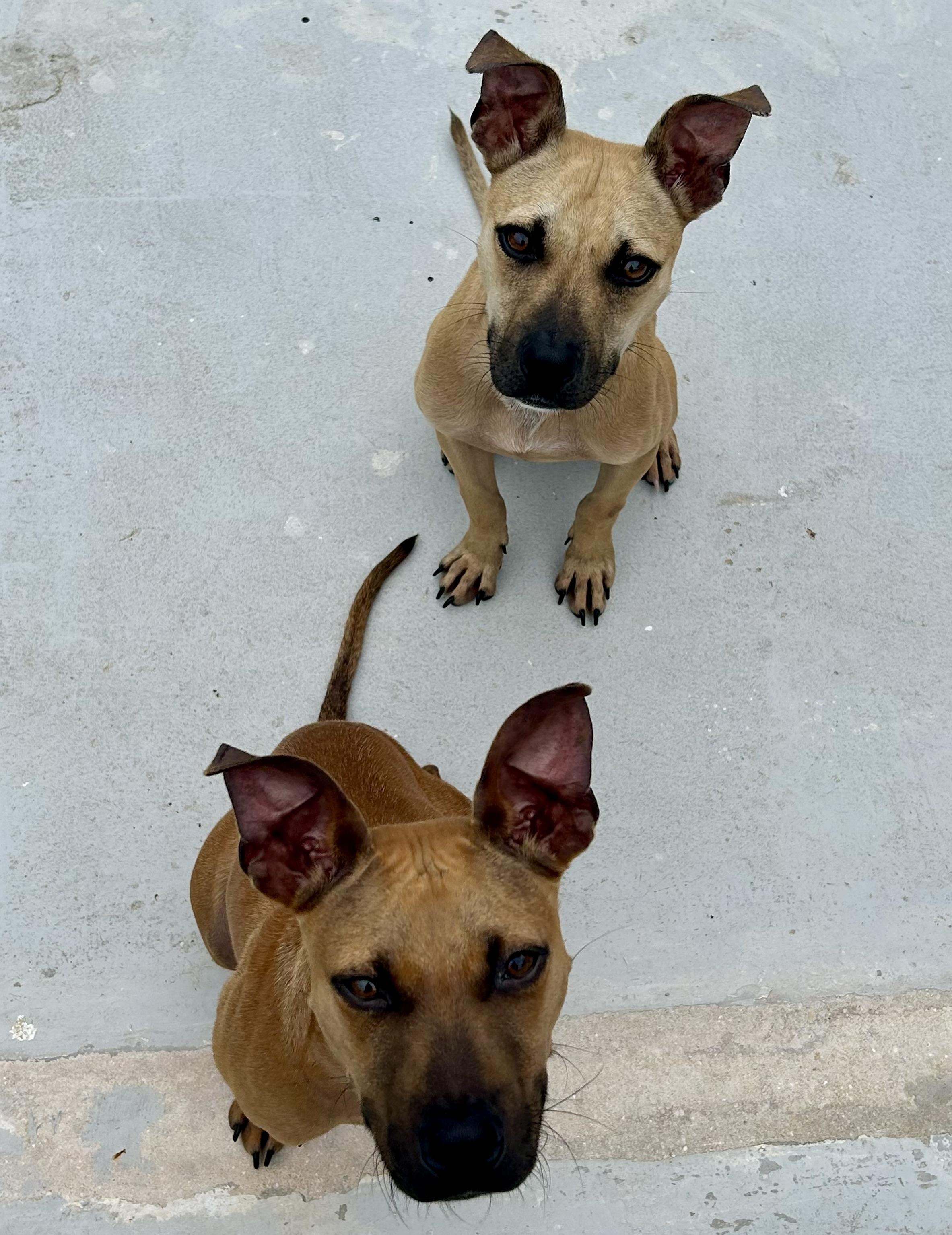 Enlarge Cady, a Adoptable mixed breed in Coconut Creek, FL image 5/6