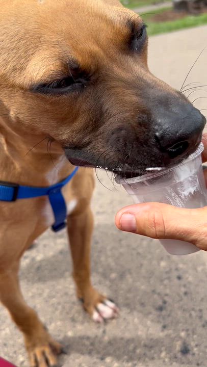 Enlarge Cady, a Adoptable mixed breed in Coconut Creek, FL video 3/6