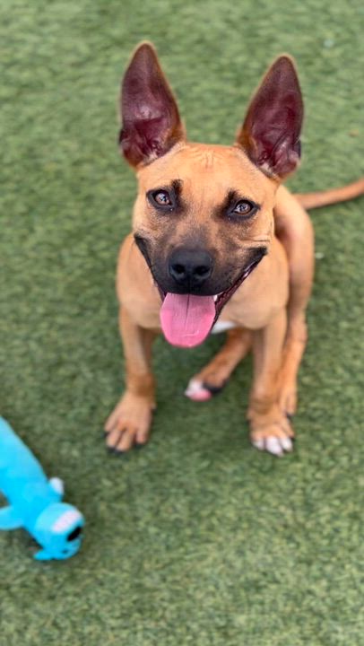 Enlarge Cady, a Adoptable mixed breed in Coconut Creek, FL video 4/6