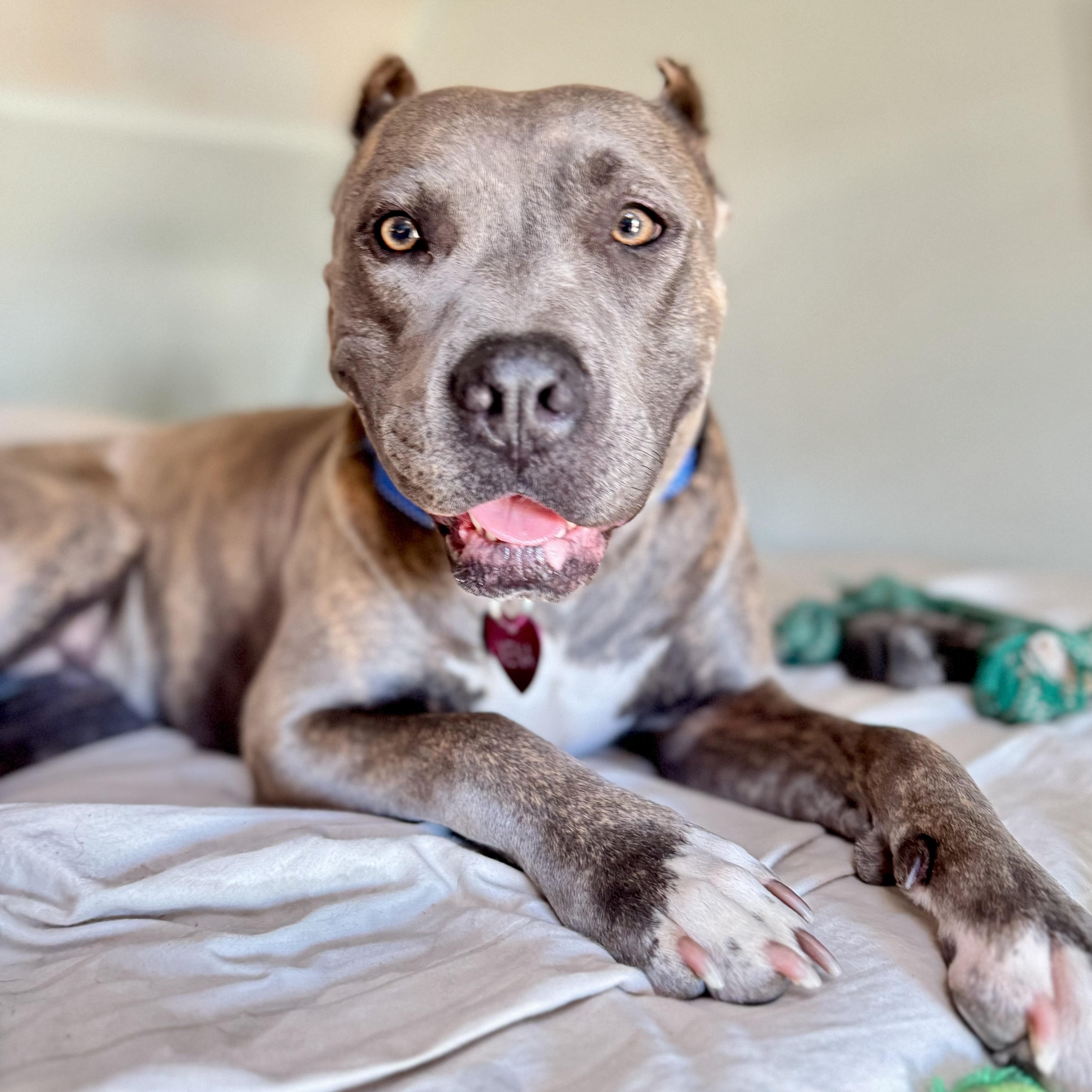Xena, adoptable, Young Female Pit Bull Terrier.