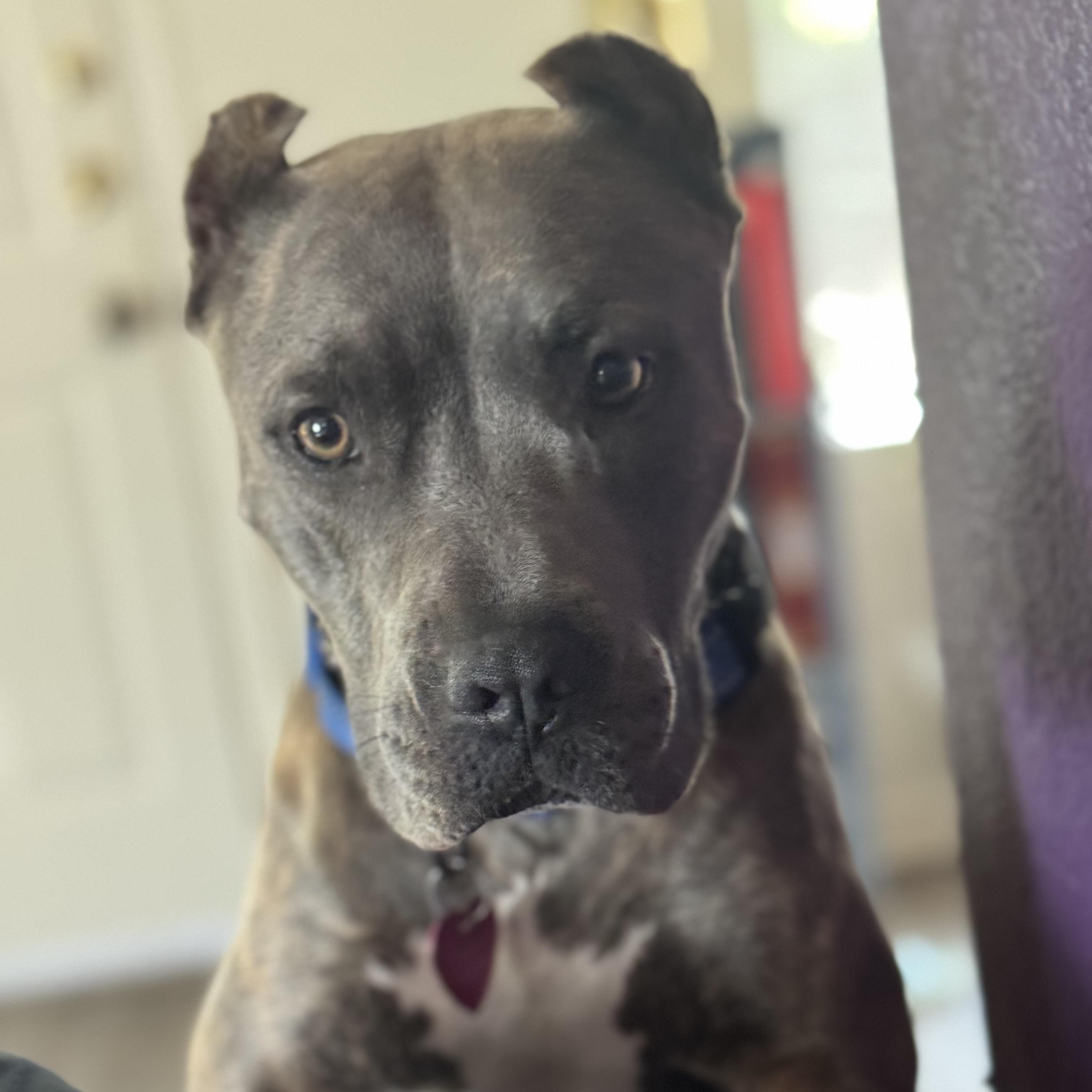 Enlarge Xena, an adoptable mixed breed in Marfa, TX image 4/5