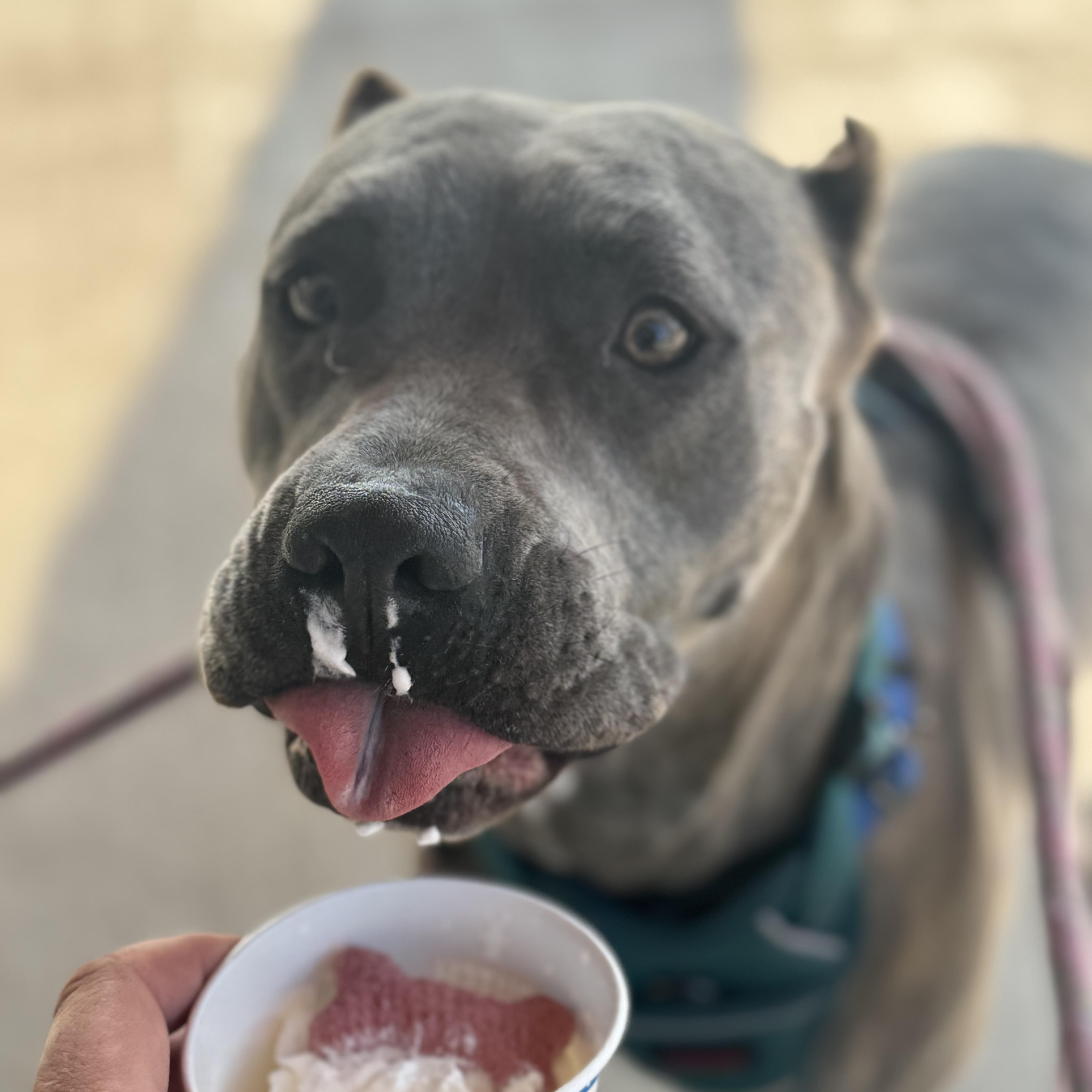 Enlarge Xena, an adoptable mixed breed in Marfa, TX image 3/5