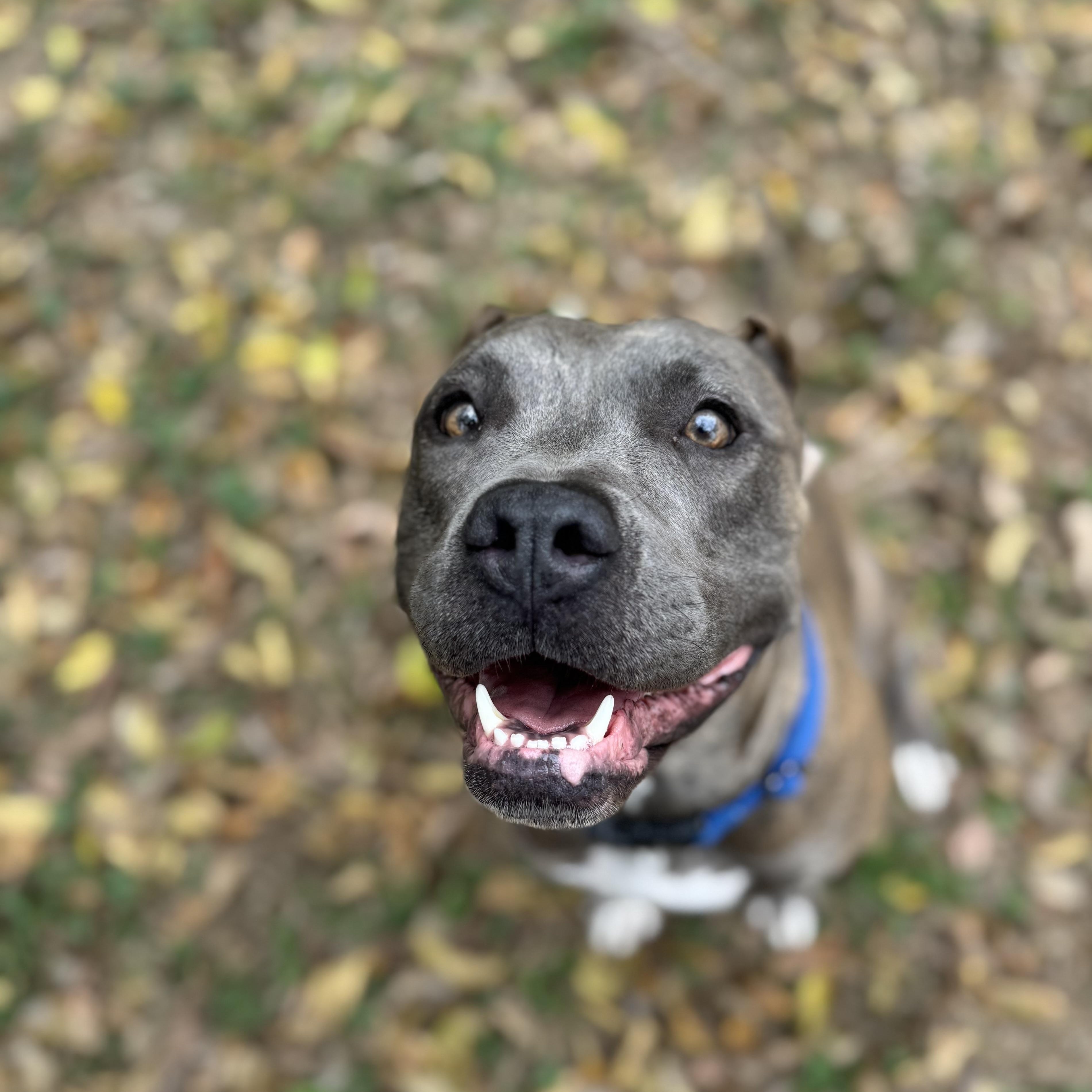 Enlarge Xena, an adoptable mixed breed in Marfa, TX image 2/5