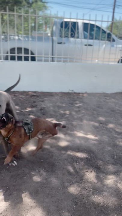 Enlarge Xena, an adoptable mixed breed in Marfa, TX video 5/5