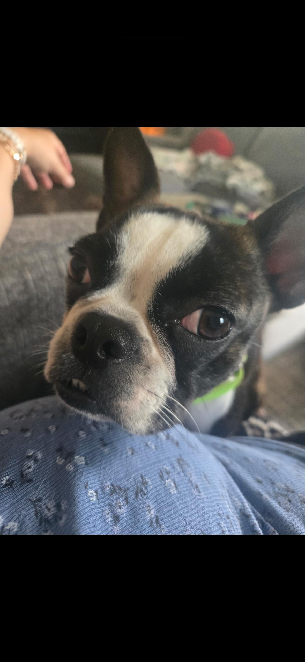 Newt, an adopted Boston Terrier in Knoxville, TN image 2/3