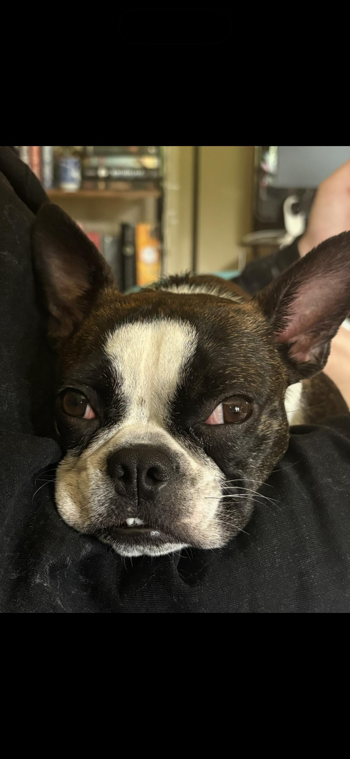 Newt, an adopted Boston Terrier in Knoxville, TN image 3/3