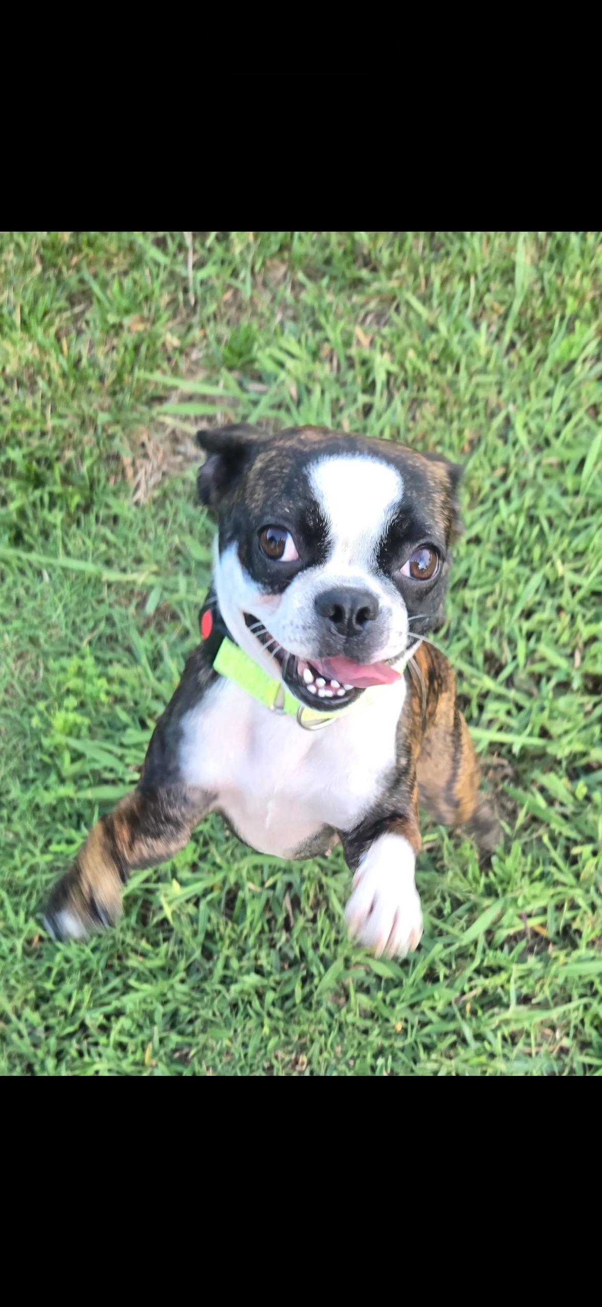 Newt, adopted, Young Female Boston Terrier.