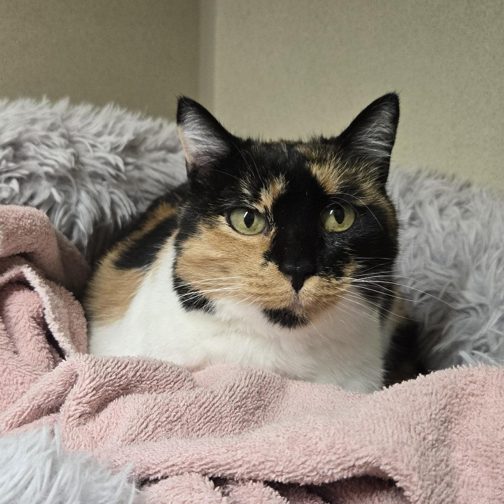 Enlarge Lois, a Adoptable Domestic Short Hair in Colorado Springs, CO image 1/1