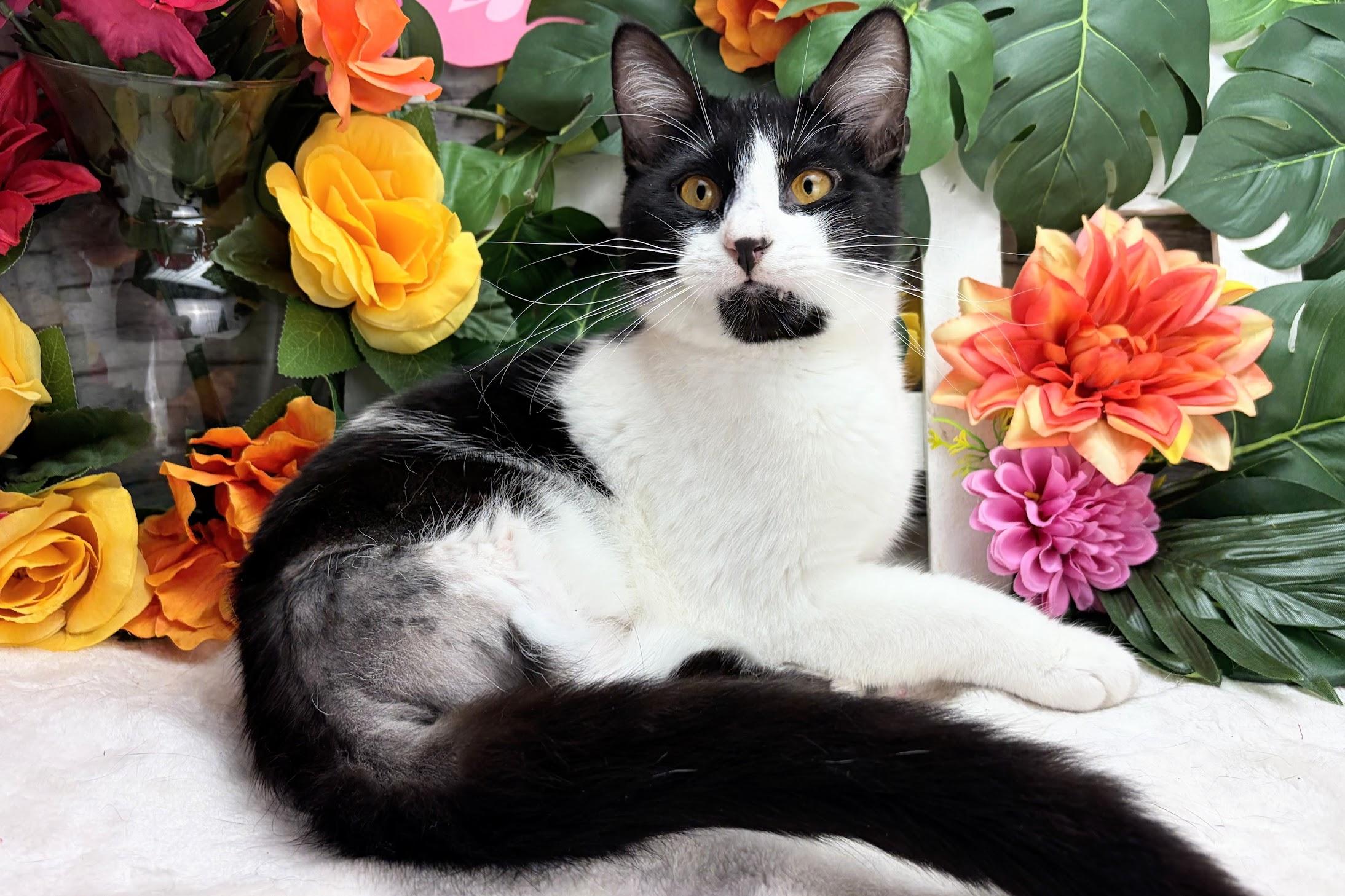 Enlarge Stew - The Tiny Vampire, a Adoptable Domestic Short Hair in Tarrytown, NY image 5/5