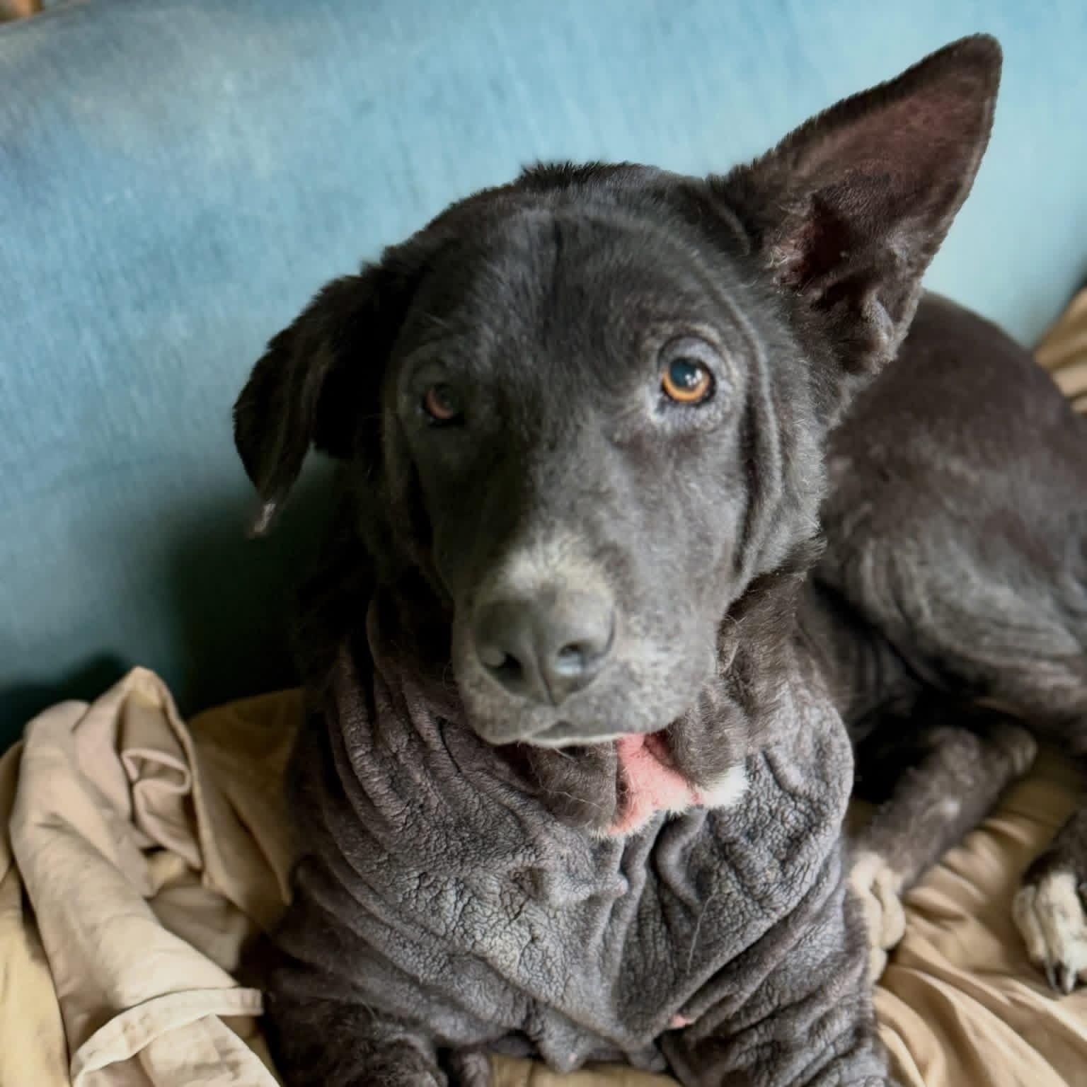 Namora, Adoptable, Adult Female Mixed Breed.