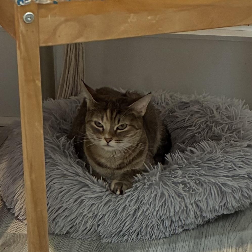 Mimi, Adoptable, Adult Female Domestic Short Hair.