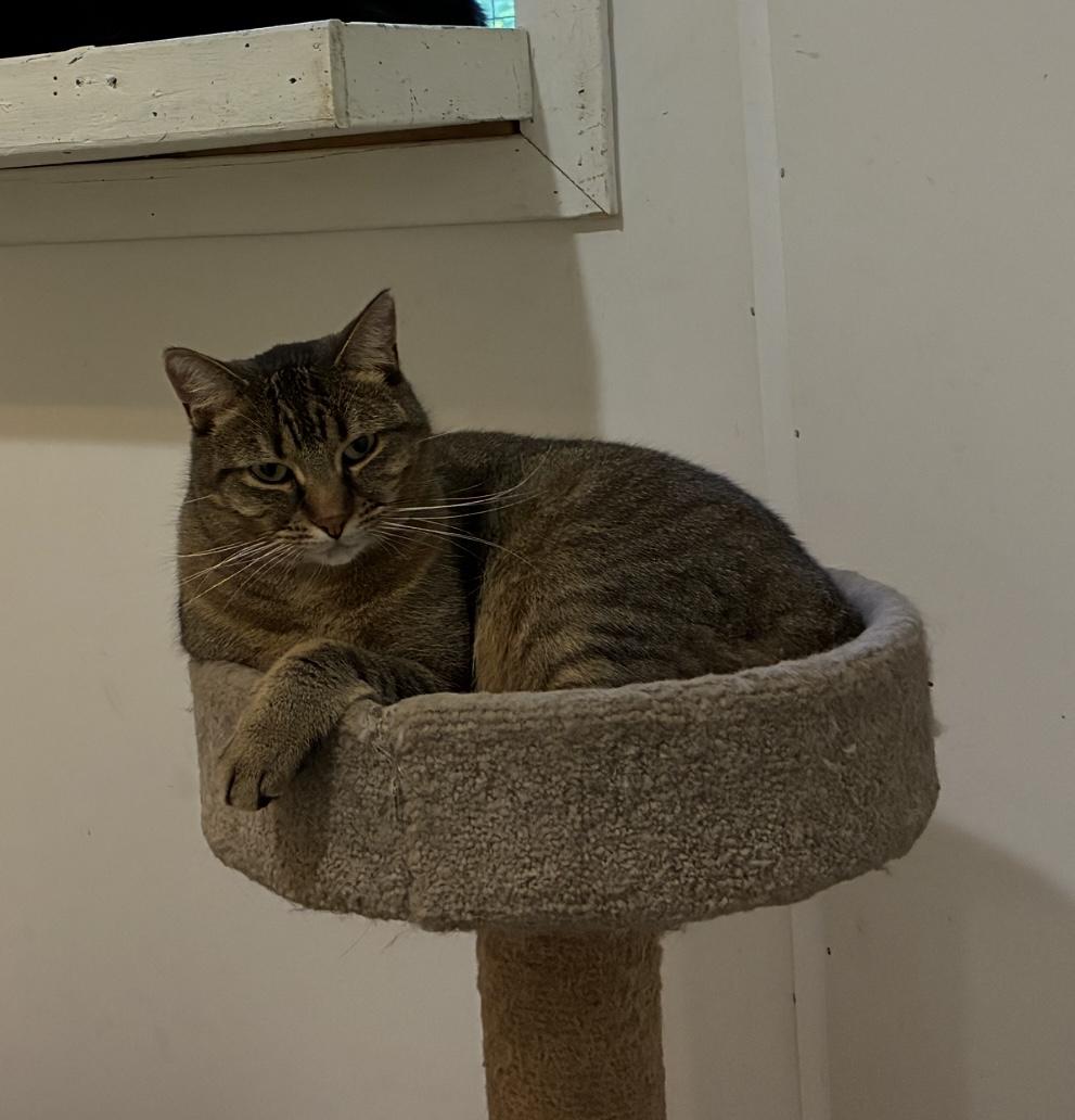 Mimi, a Adoptable Domestic Short Hair in Montreal, QC image 2/4