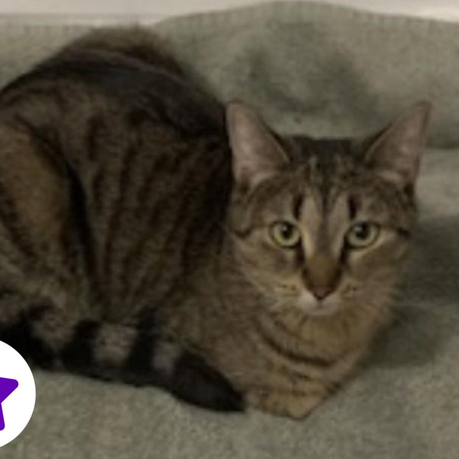 Mimi, a Adoptable Domestic Short Hair in Montreal, QC image 3/4