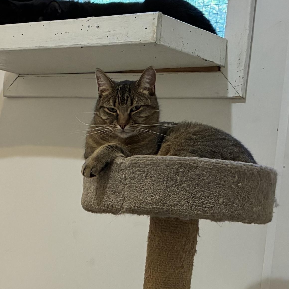 Mimi, a Adoptable Domestic Short Hair in Montreal, QC image 4/4