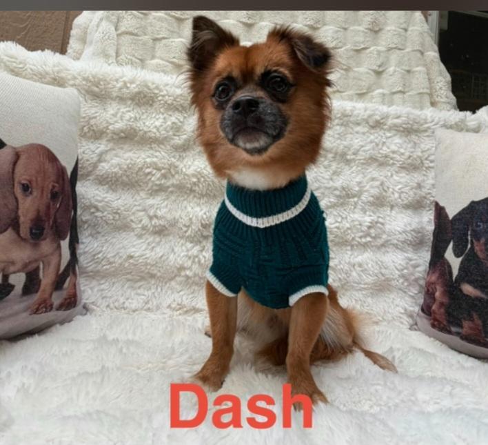 Enlarge Dash, an adopted mixed breed in South Bend, IN image 1/1