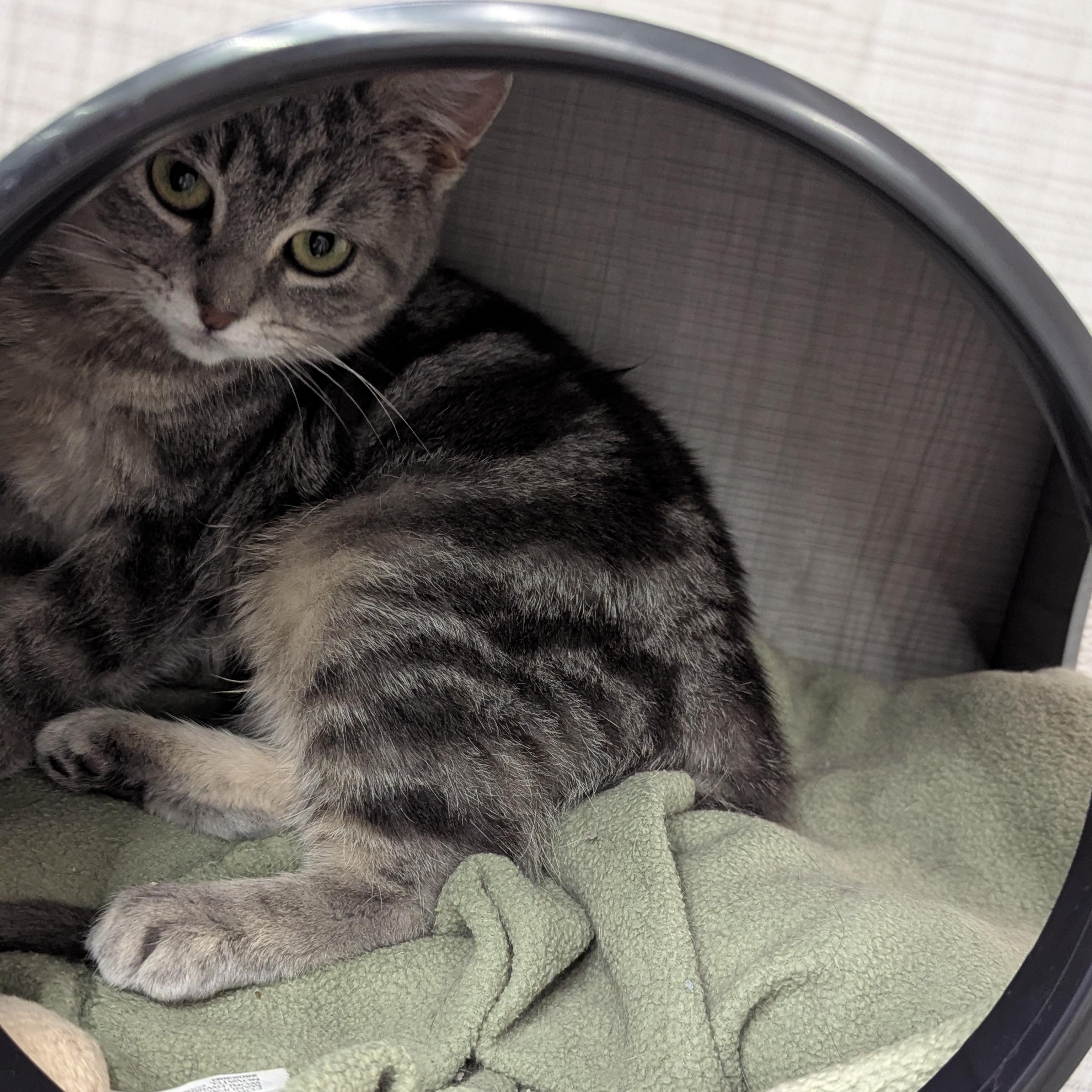 Enlarge Frankie & Daisy , a ADOPTABLE Tabby in Independence, OH image 3/6