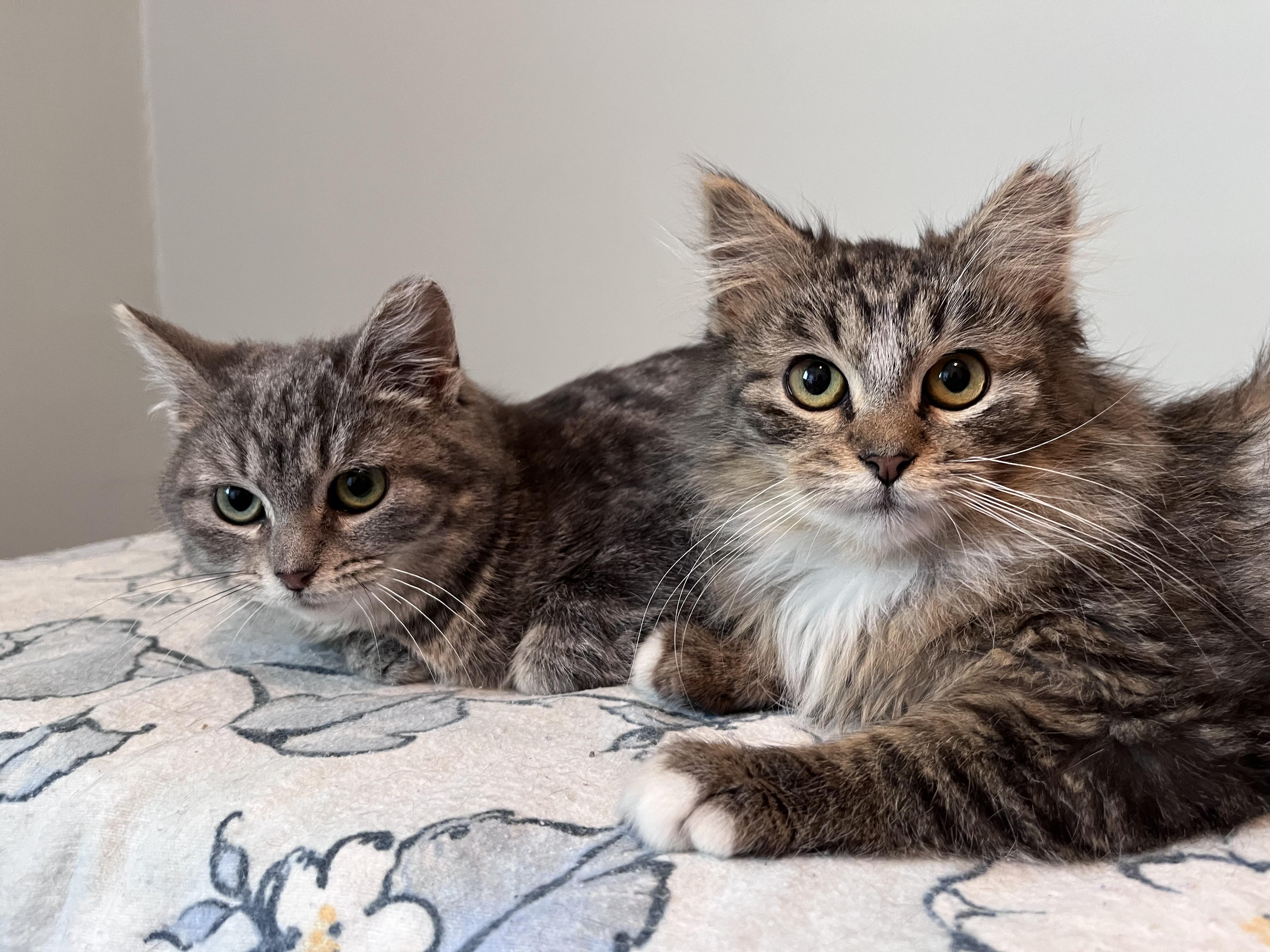 Enlarge Frankie & Daisy , a ADOPTABLE Tabby in Independence, OH image 6/6