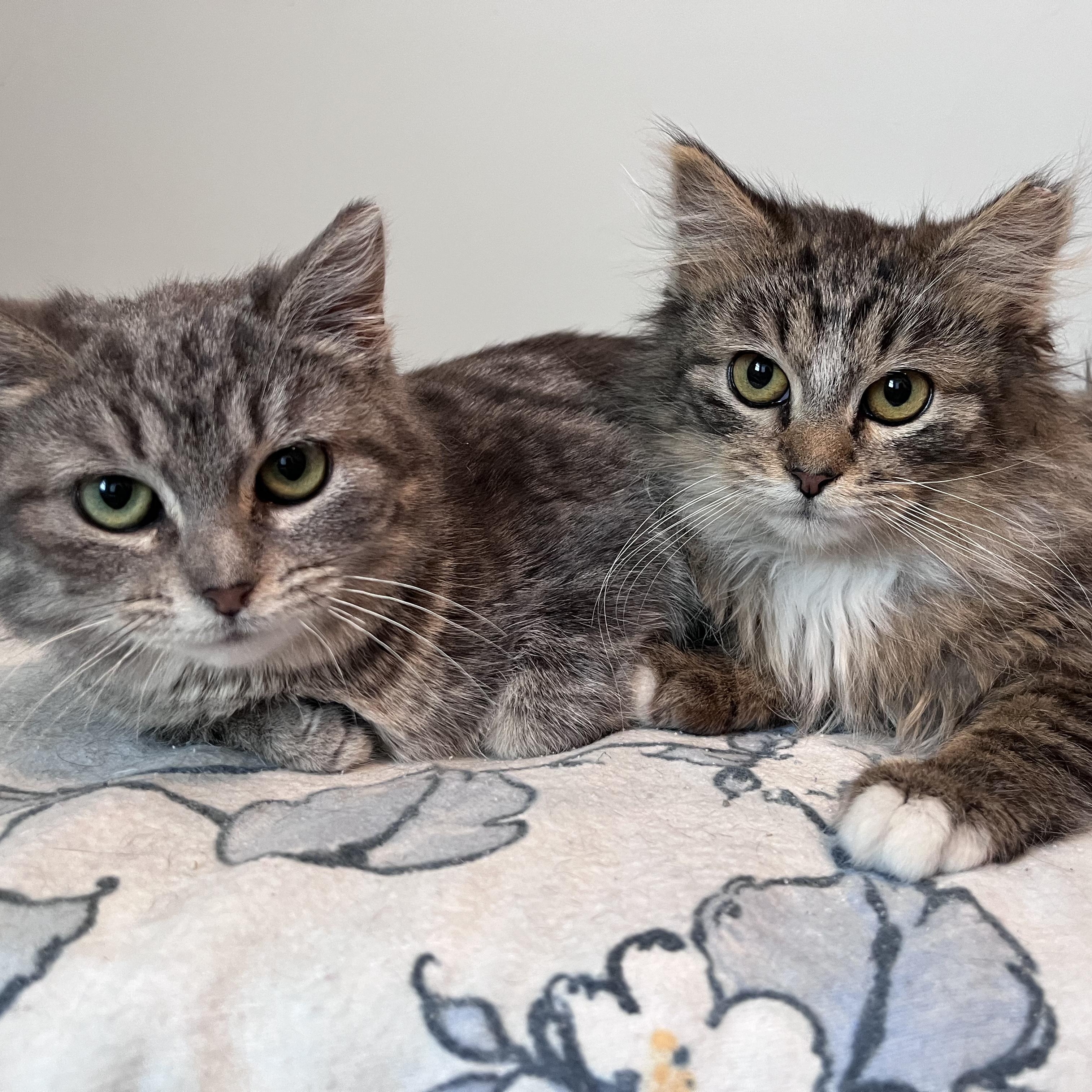 Enlarge Frankie & Daisy , a ADOPTABLE Tabby in Independence, OH image 4/6