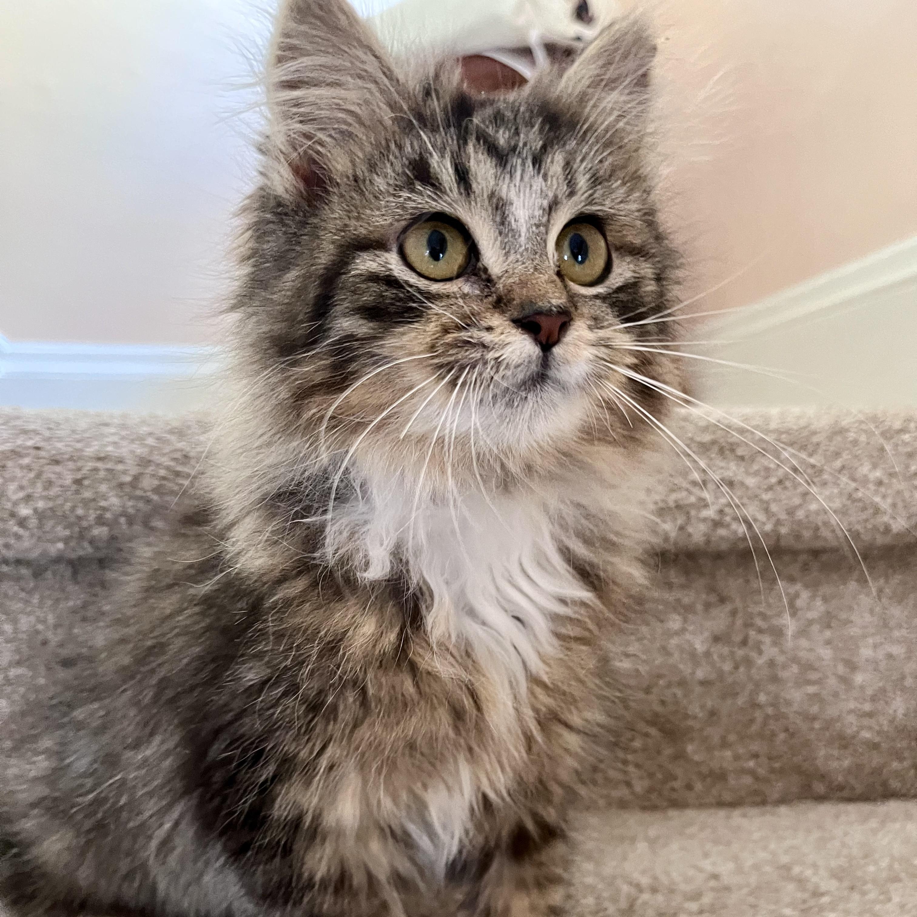 Frankie & Daisy , ADOPTABLE, Kitten Female Tabby.