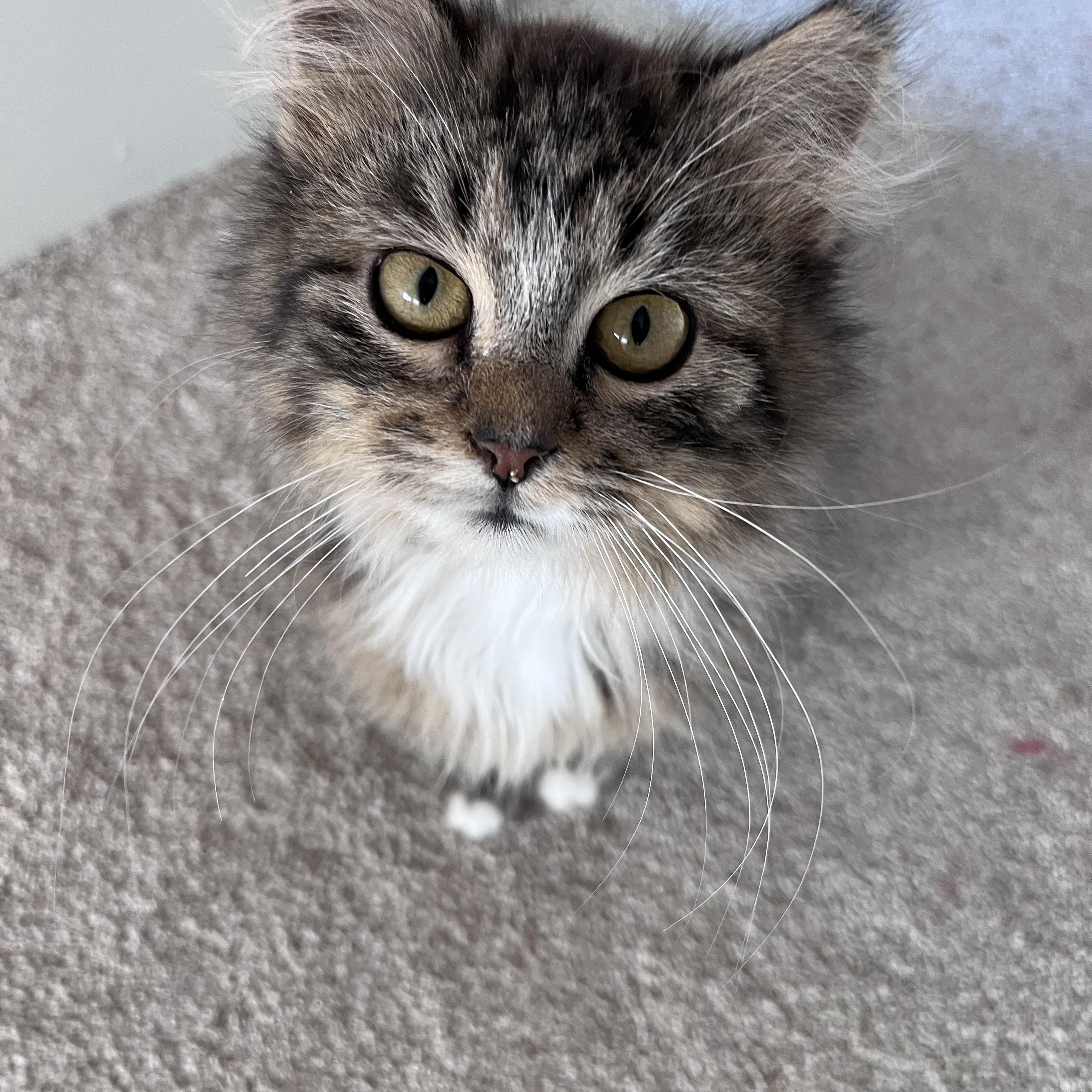 Enlarge Frankie & Daisy , a ADOPTABLE Tabby in Independence, OH image 5/6