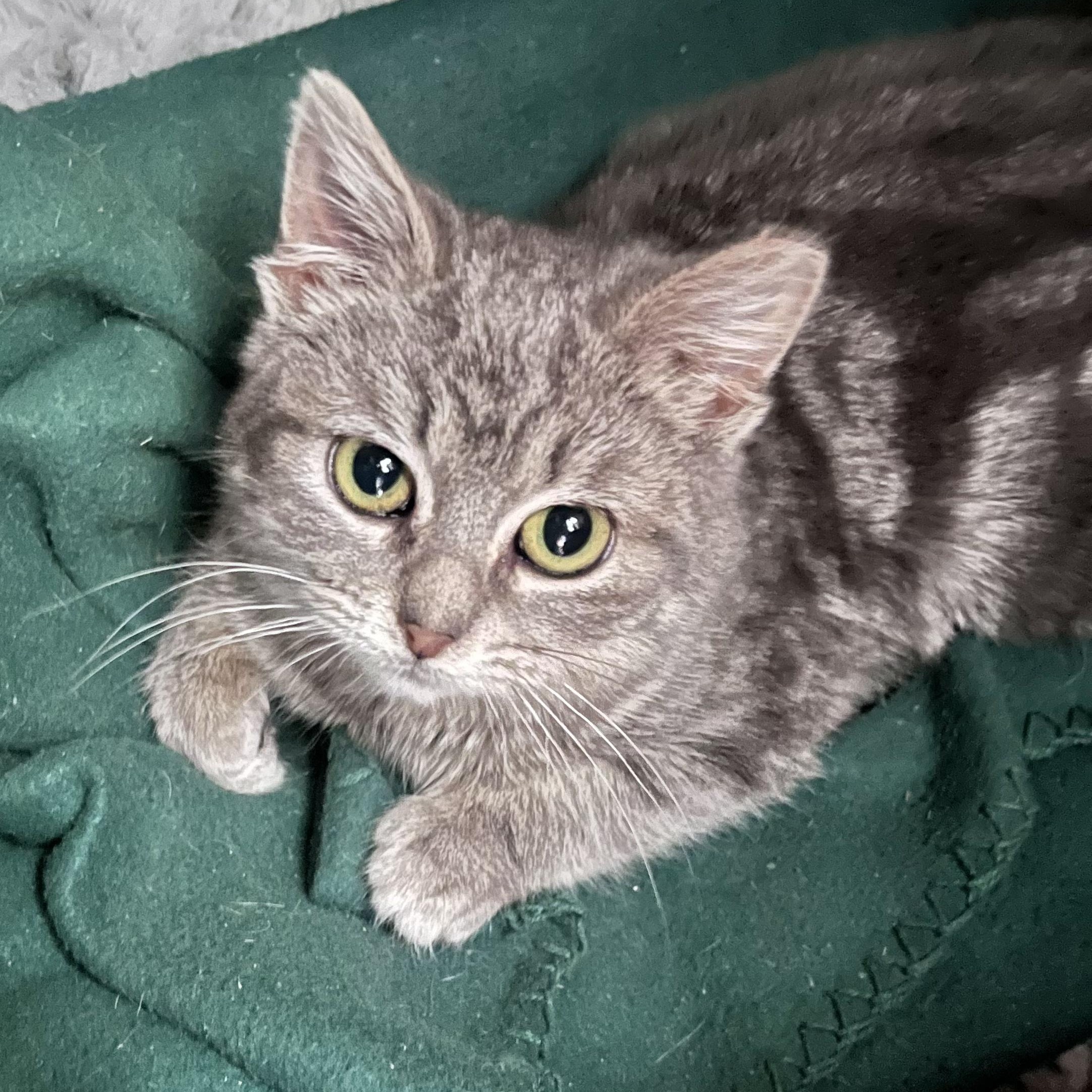 Enlarge Frankie & Daisy , a ADOPTABLE Tabby in Independence, OH image 2/6