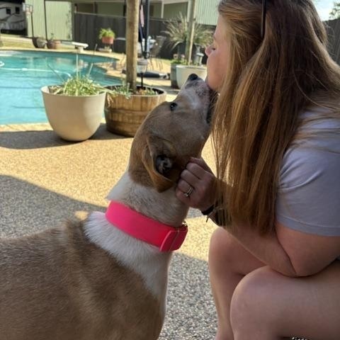BECKY, a Adoptable mixed breed in Austin, TX image 4/5