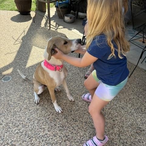 BECKY, a Adoptable mixed breed in Austin, TX image 3/5