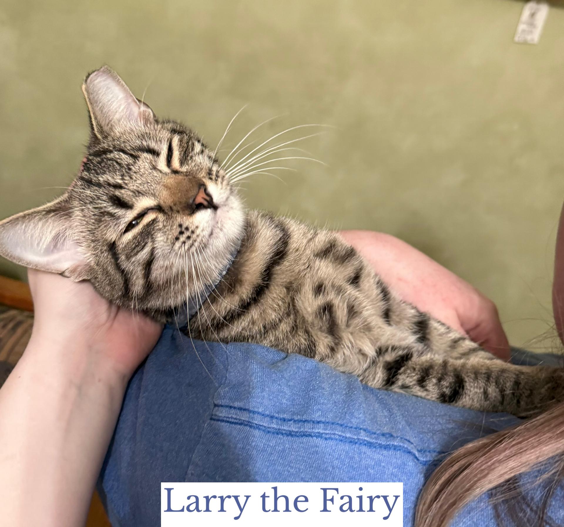 Larry the Fairy, an adopted Domestic Short Hair in Berkeley Springs, WV image 3/4