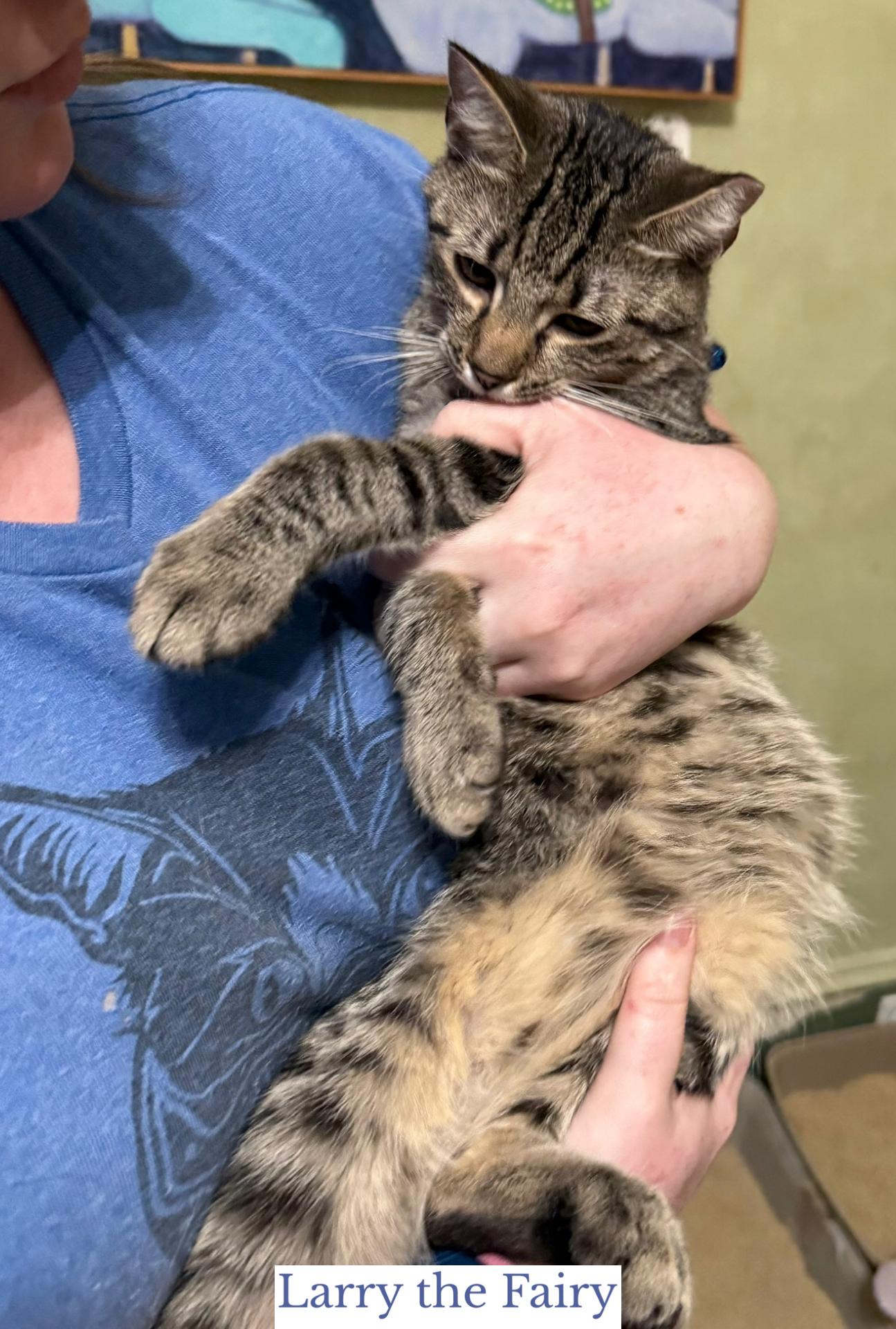 Larry the Fairy, an adopted Domestic Short Hair in Berkeley Springs, WV image 2/4