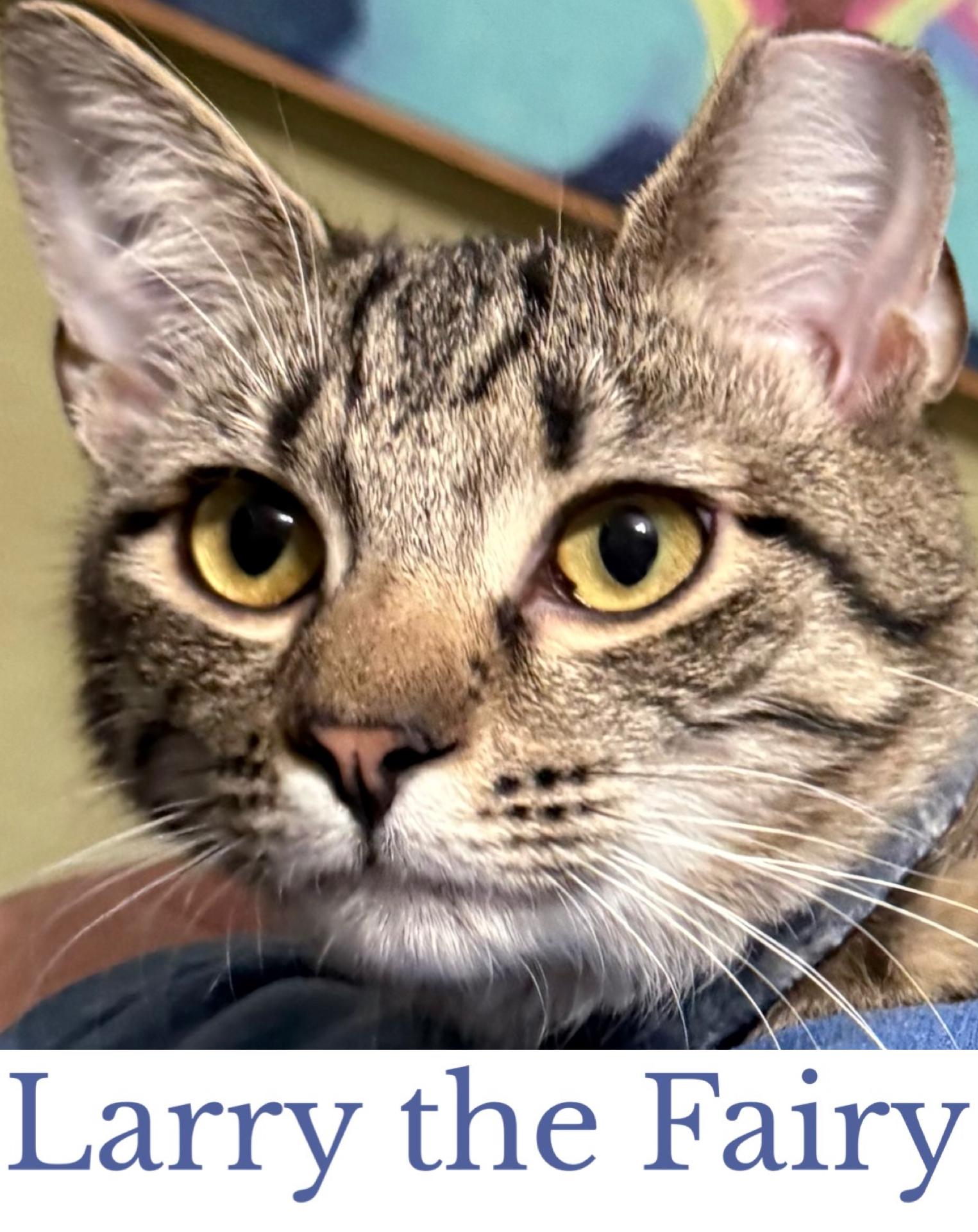Larry the Fairy, an adopted Domestic Short Hair in Berkeley Springs, WV image 4/4