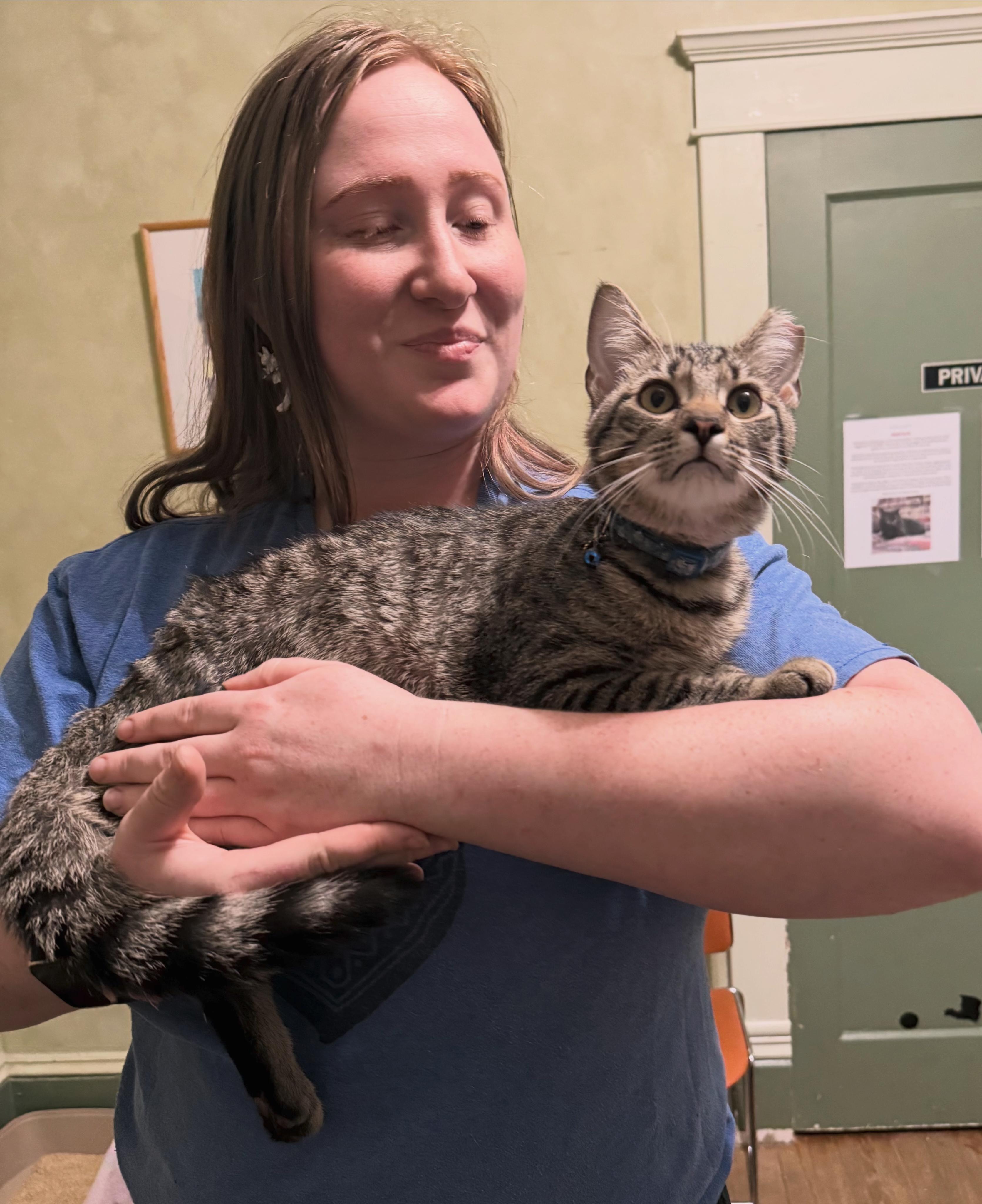 Larry the Fairy, adopted, Young Male Domestic Short Hair.