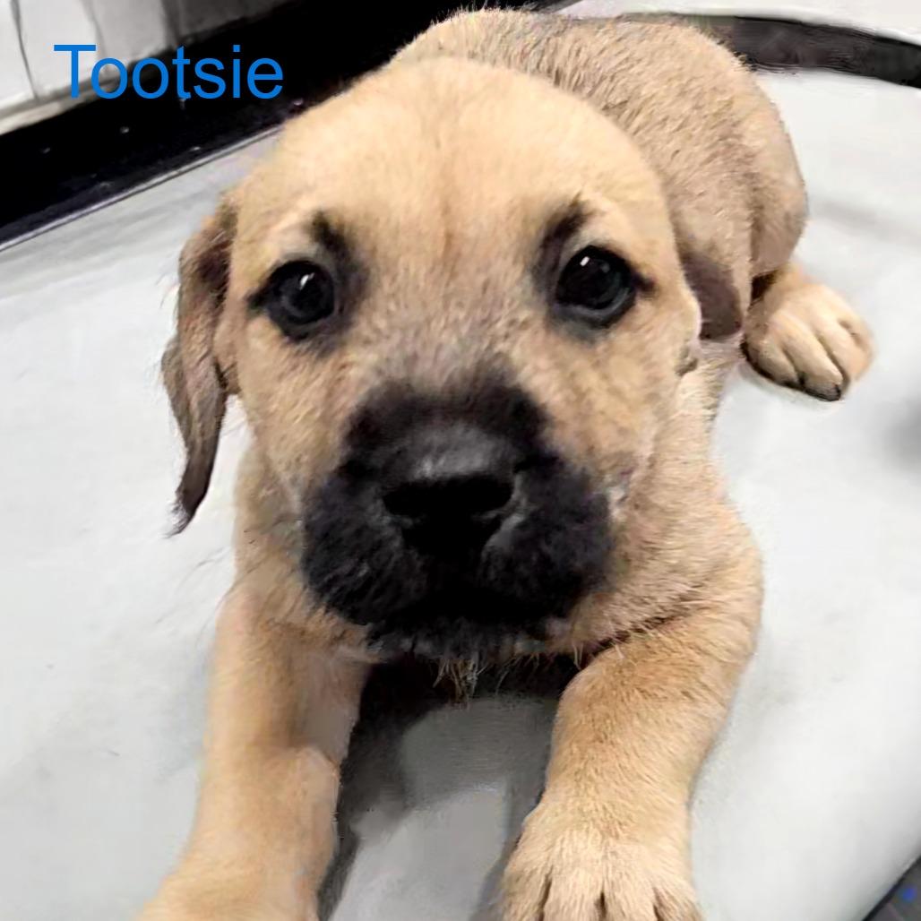 Puppy Palooza Boys — thumbnail 2