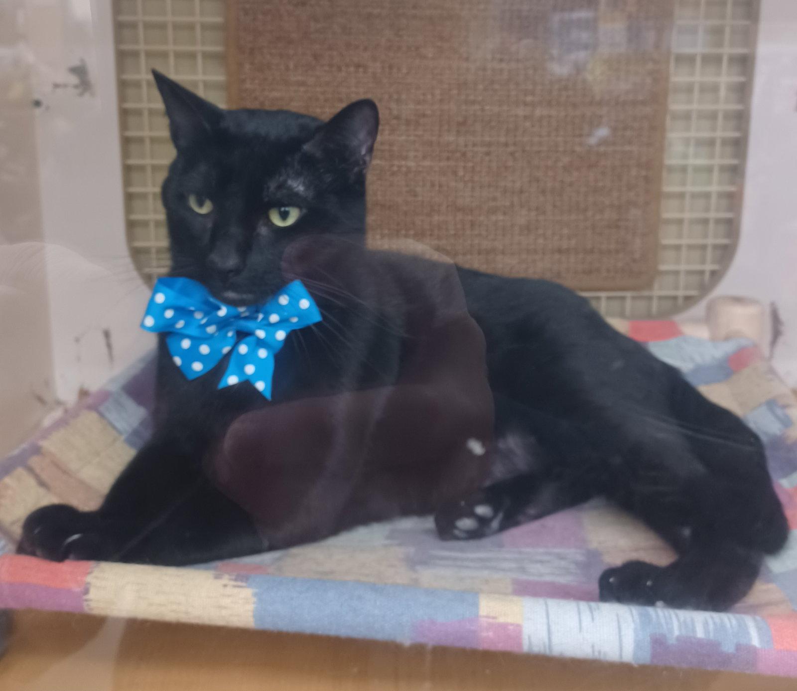 Harry #giant-lover-boy, Adopted, Adult Male Bombay.