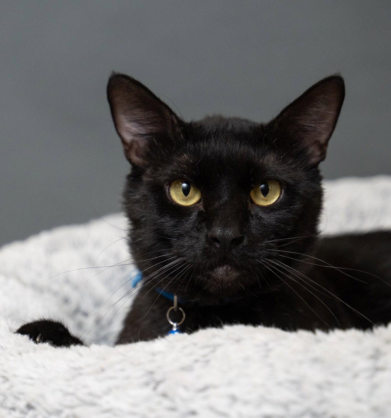 Harry #giant-lover-boy, a Adopted Bombay in Houston, TX image 2/3