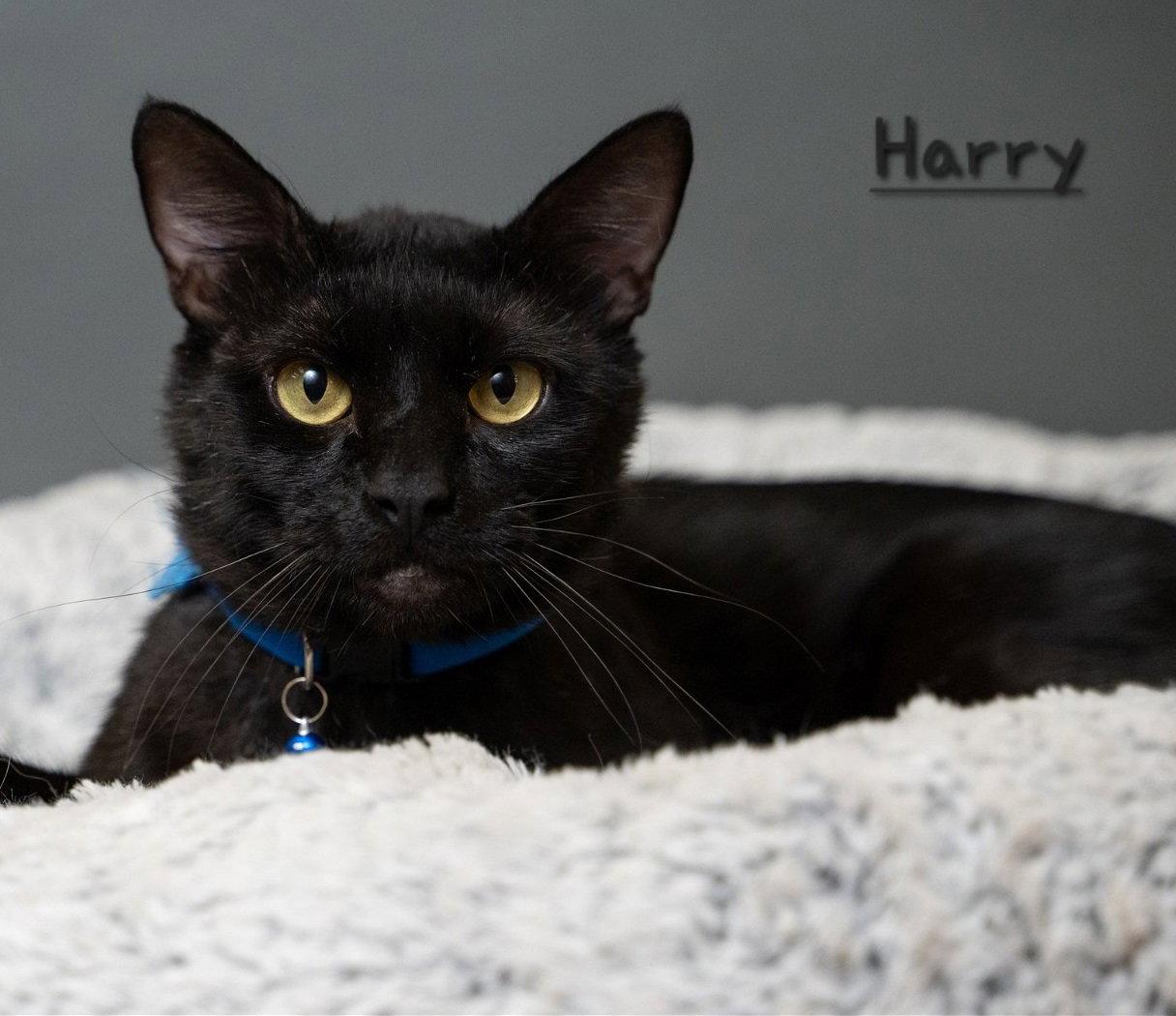 Harry #giant-lover-boy, a Adopted Bombay in Houston, TX image 3/3